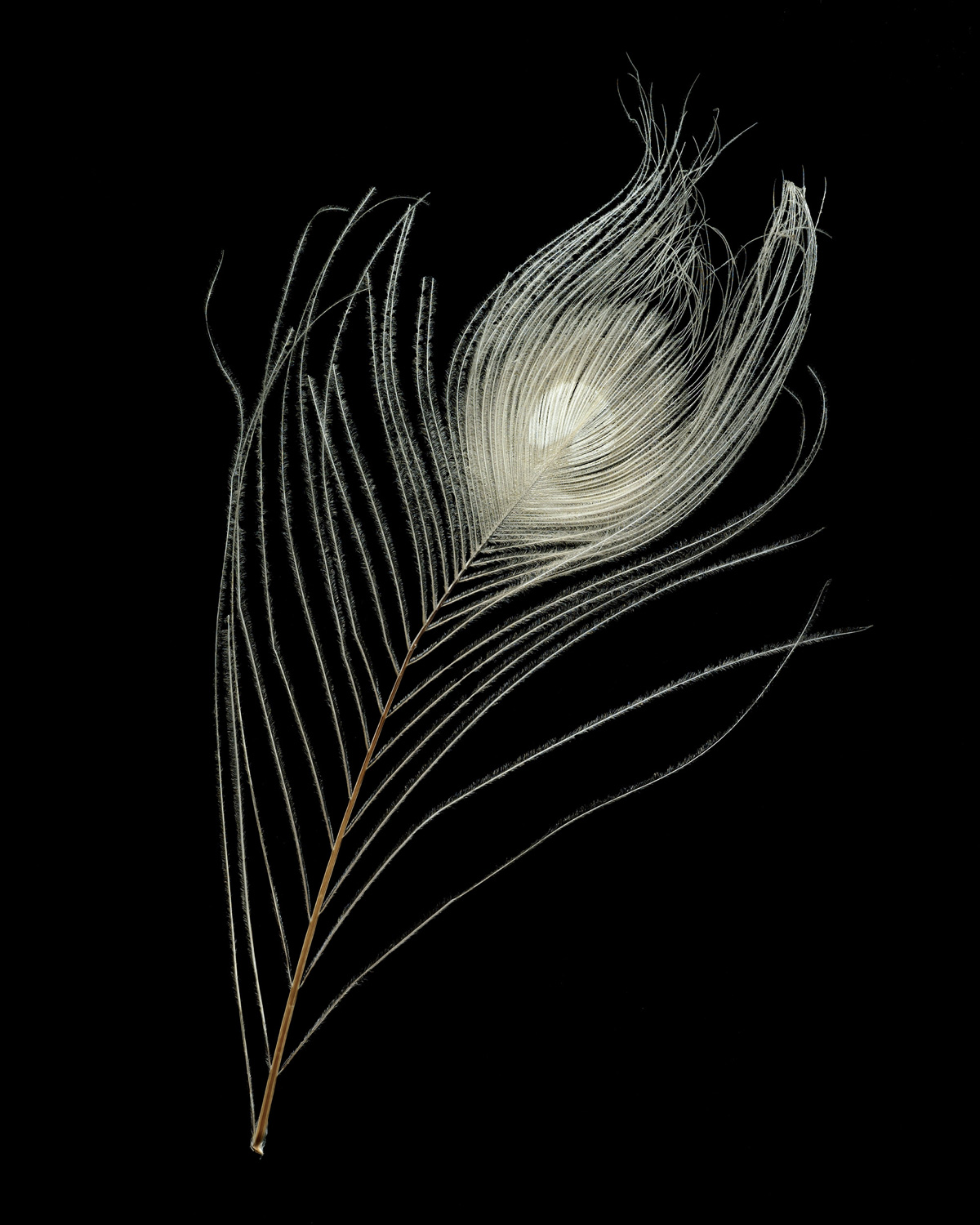 A photograph of a bleached peacock feather.