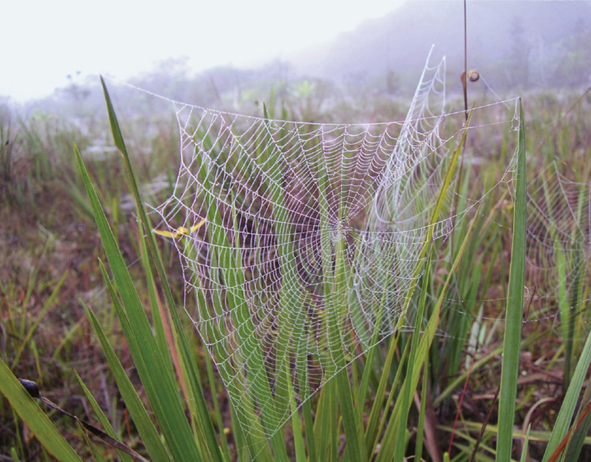 A photograph of a spiderweb, Kiateur Falls, Guyana.