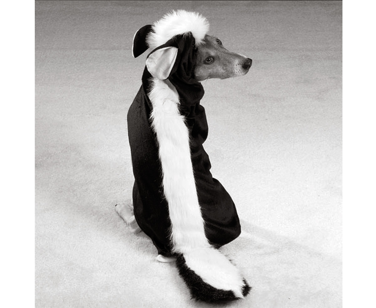 A dog dressed in the “Lil’ Stinker Dog Costume,” a skunk outfit.