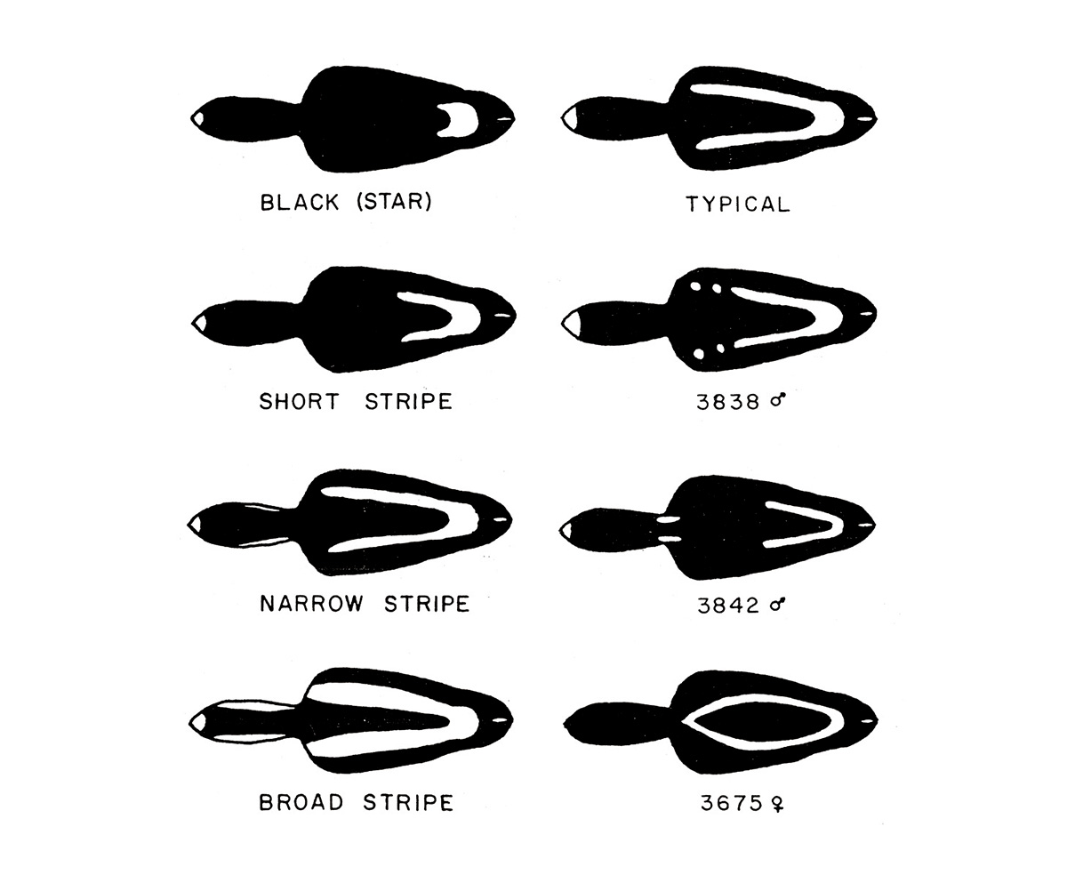 An illustration of typical and atypical color patterns of striped skunks.