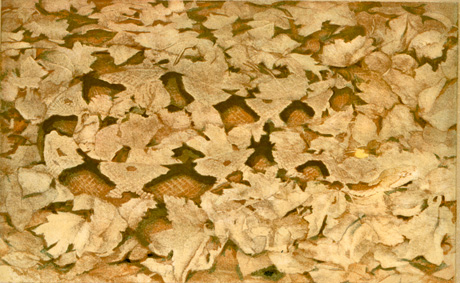 World Record Copperhea...