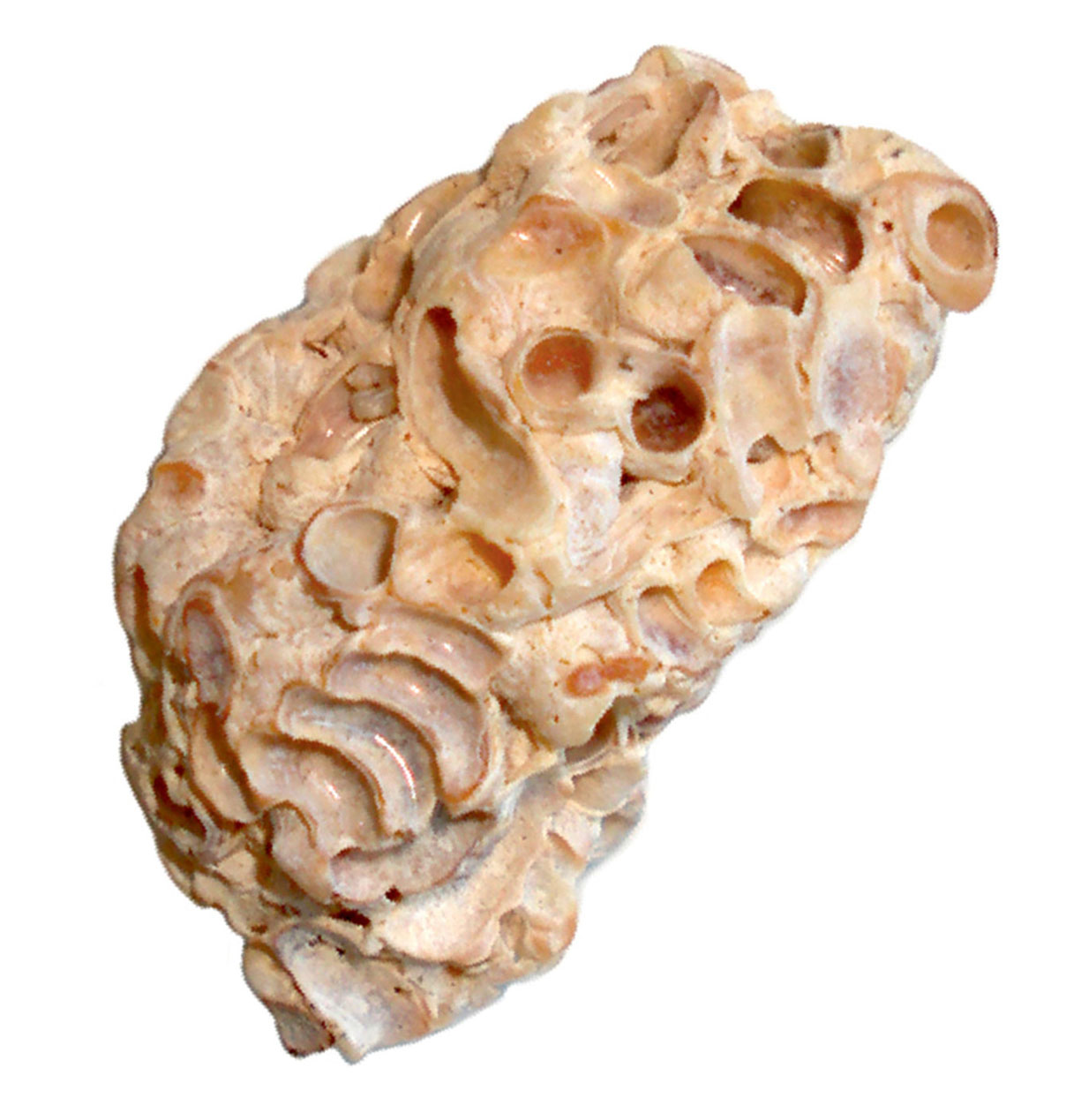 A photograph of a rock which resembles a small intestine. 