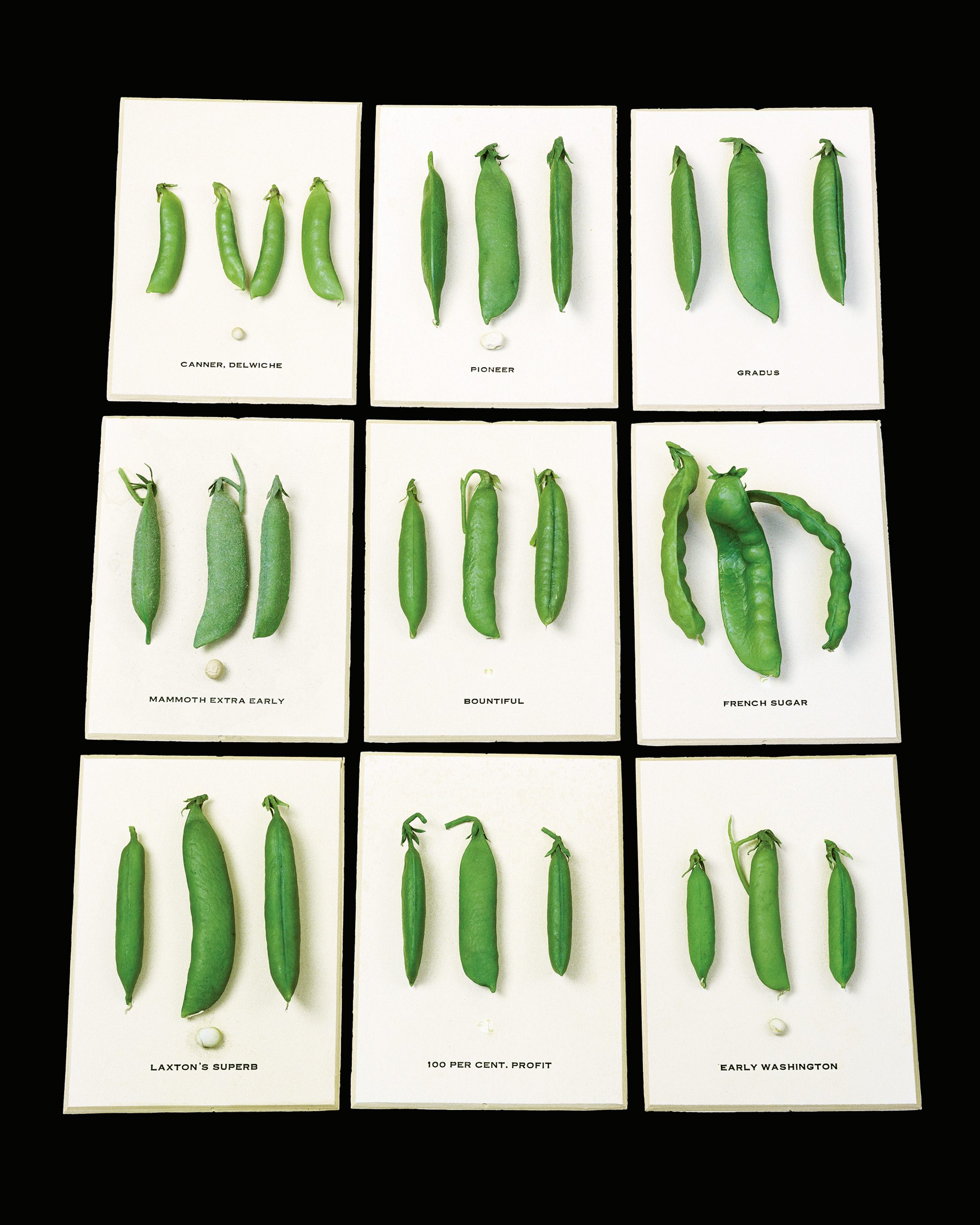 A two thousand and nine wax agricultural model of beans titled “Bountiful.”