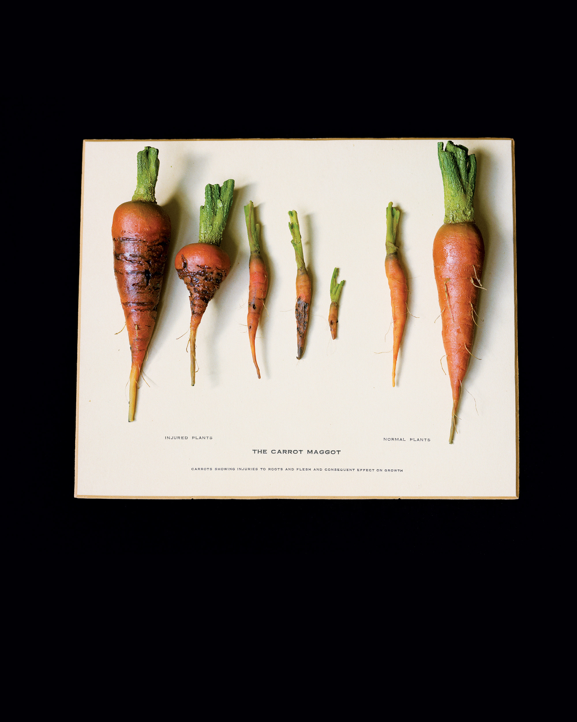 A two thousand and nine wax agricultural models of carrots titled “The Carrot Maggot.”