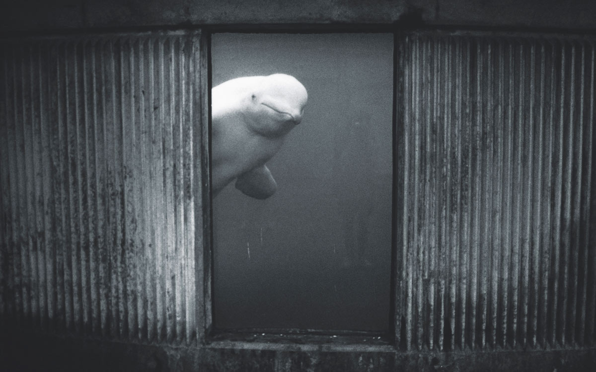 A photograph by artist Britta Jaschinski entitled “Beluga.”