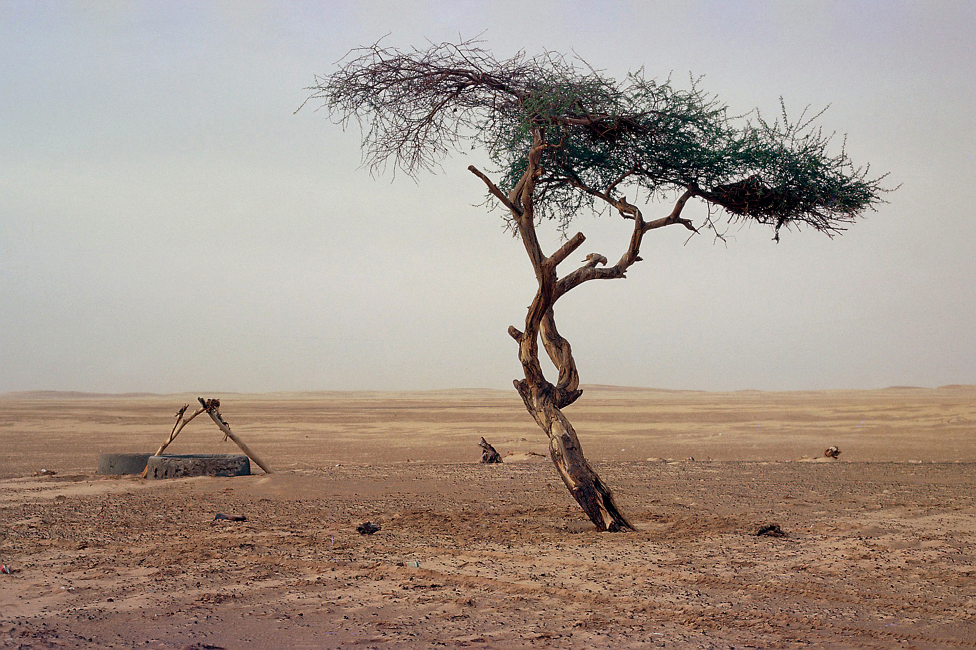 A photograph of the Tree of Ténéré as it appeared between nineteen fifty-nine, when it was first struck by a vehicle, and nineteen seventy-three, when it was finally killed.
