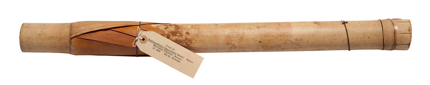 A photograph of a wood sample sent by Brandis from Burma to the Kew Gardens, London.