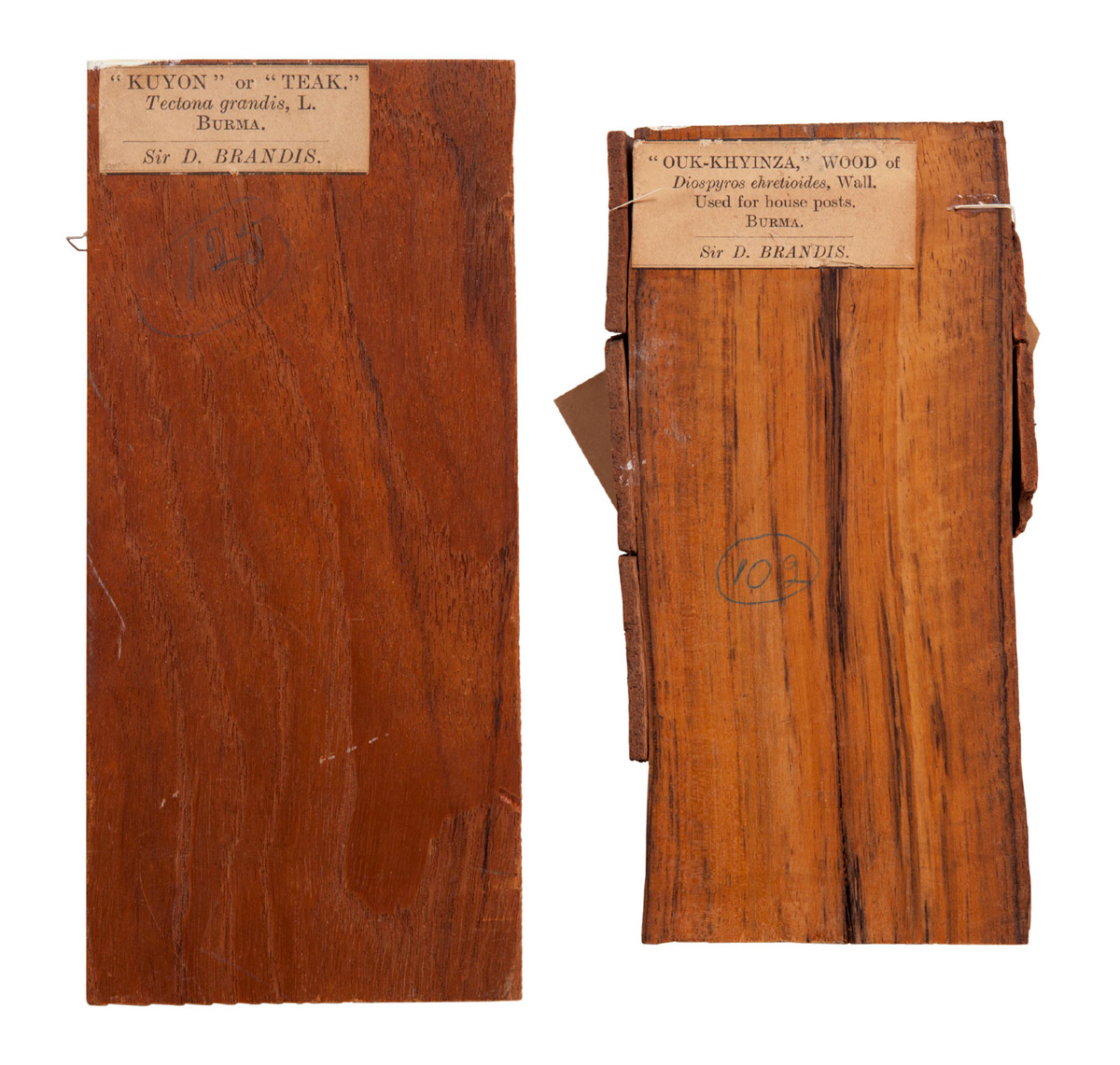 Photographs of wood samples sent by Brandis from Burma to the Kew Gardens, London.