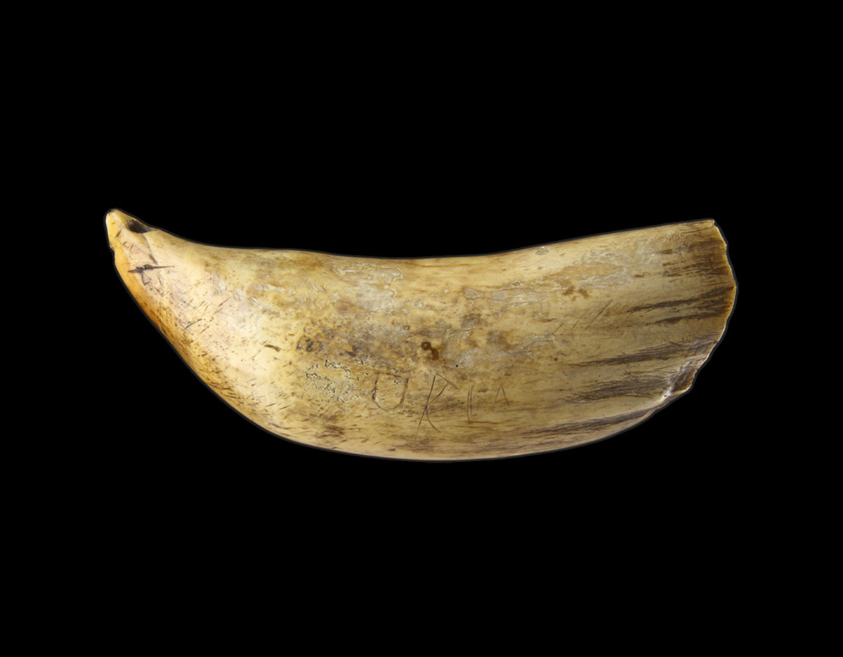 A photograph of sperm whale teeth used as tabua, a means of exchange on the island of Fiji.
