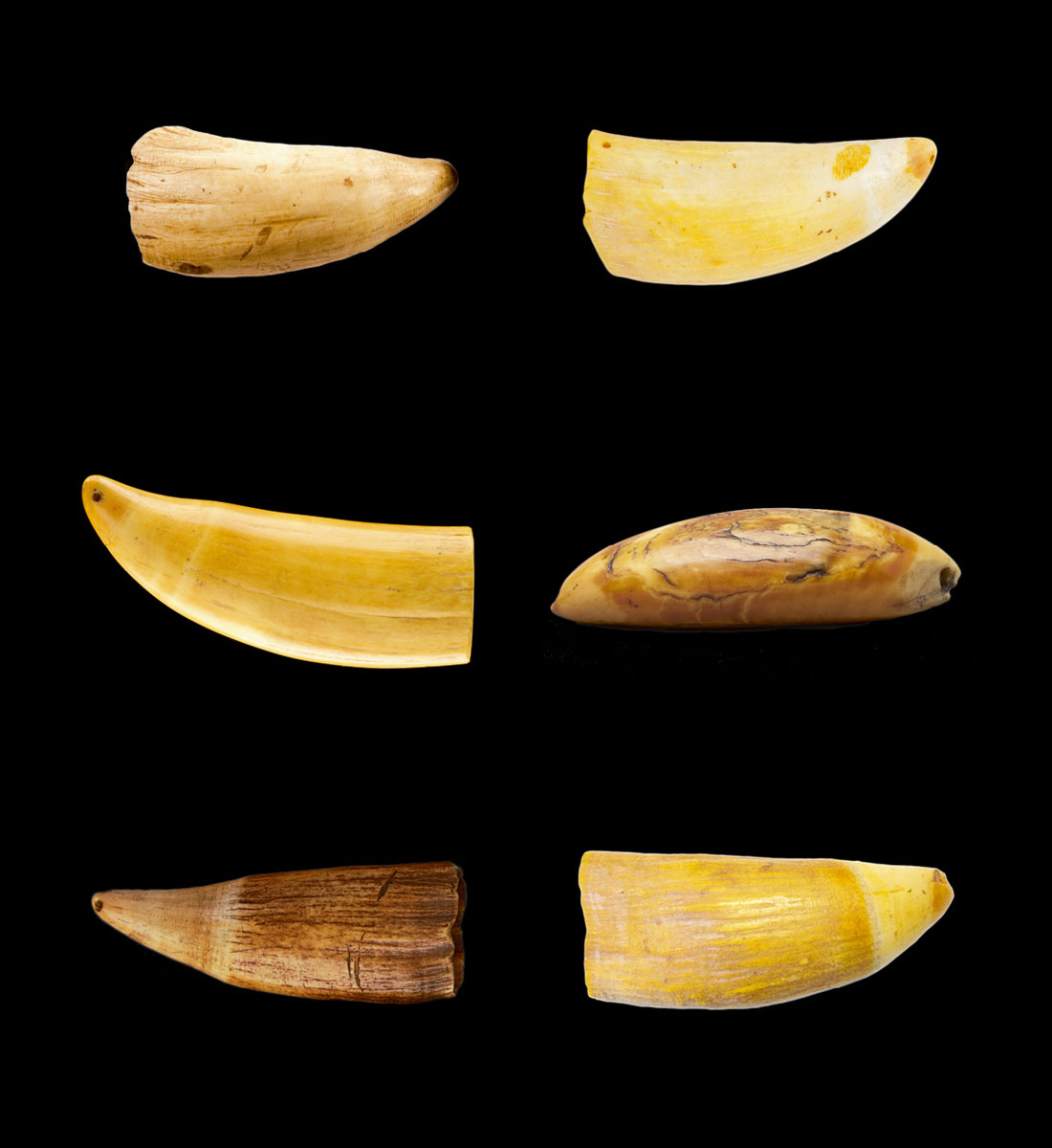 A photograph of six sperm whale teeth.
