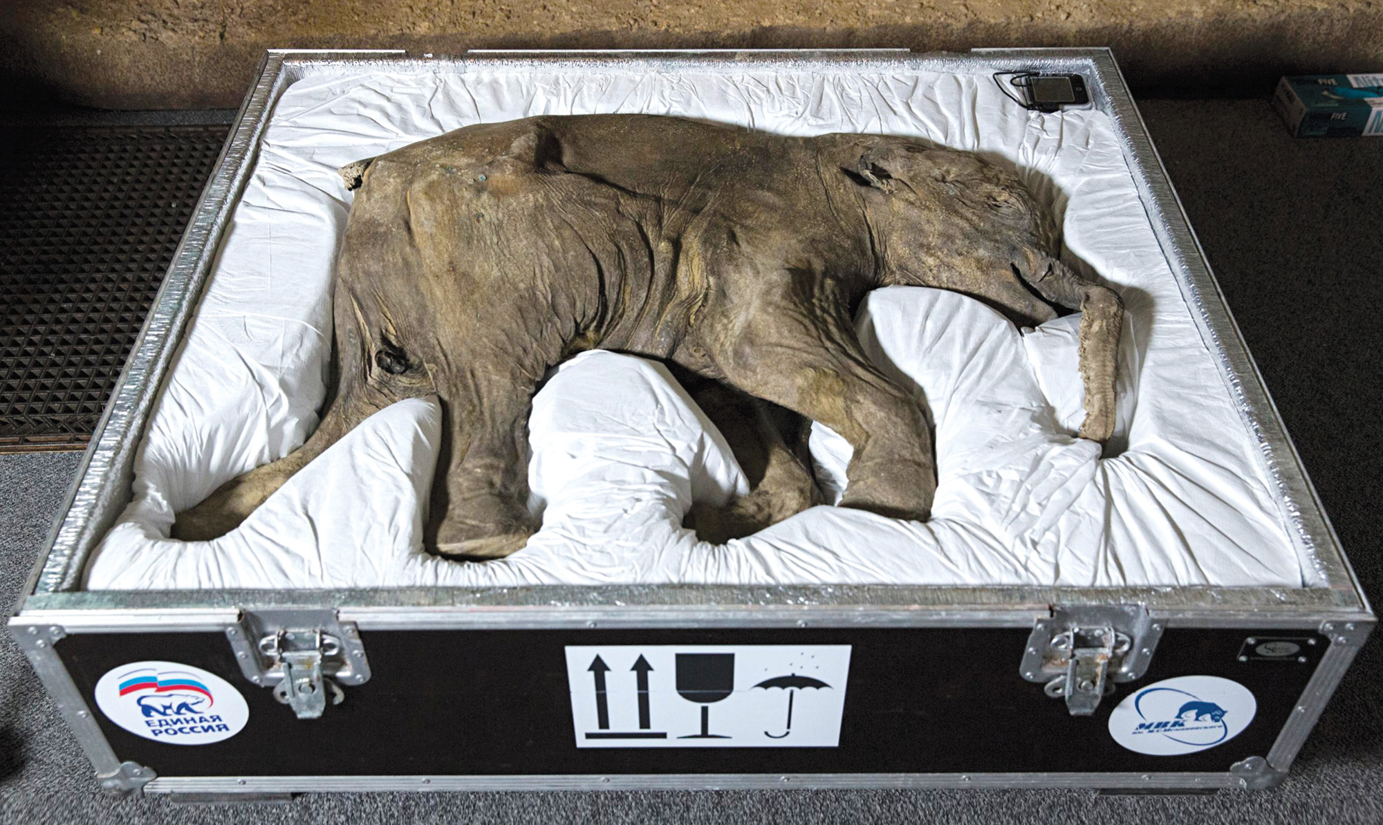 A photograph of Lyuba, the world’s most complete mammoth specimen, which drowned in a mudhole during the late Pleistocene ice age. She was discovered in two thousand and six by Yuri Khudi, a reindeer herder from Russia’s autonomous Yamal-Nenets region, who named her after his wife. Usually housed in Siberia's Shemanovsky Museum, she was shipped to London’s Natural History Museum for an exhibition in twenty fourteen. Here she is in the wooden crate purpose-built for the journey—as gently cradled by the cloth and form-fitting foam as by the mud that preserved her for forty-two thousand years.