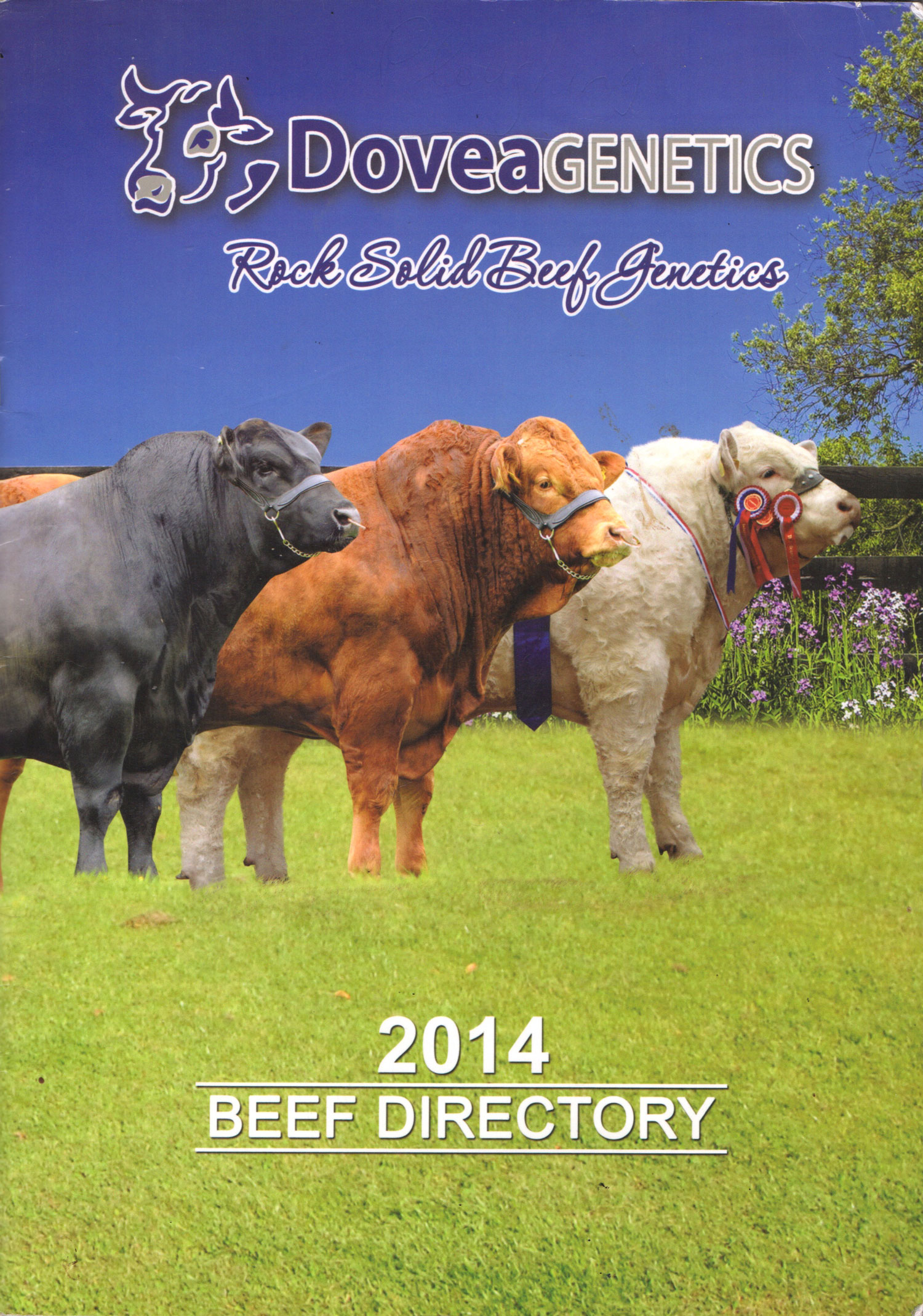 Cover of Dovea Genetics’s catalogue “Beef Directory” featuring cows standing abreast.