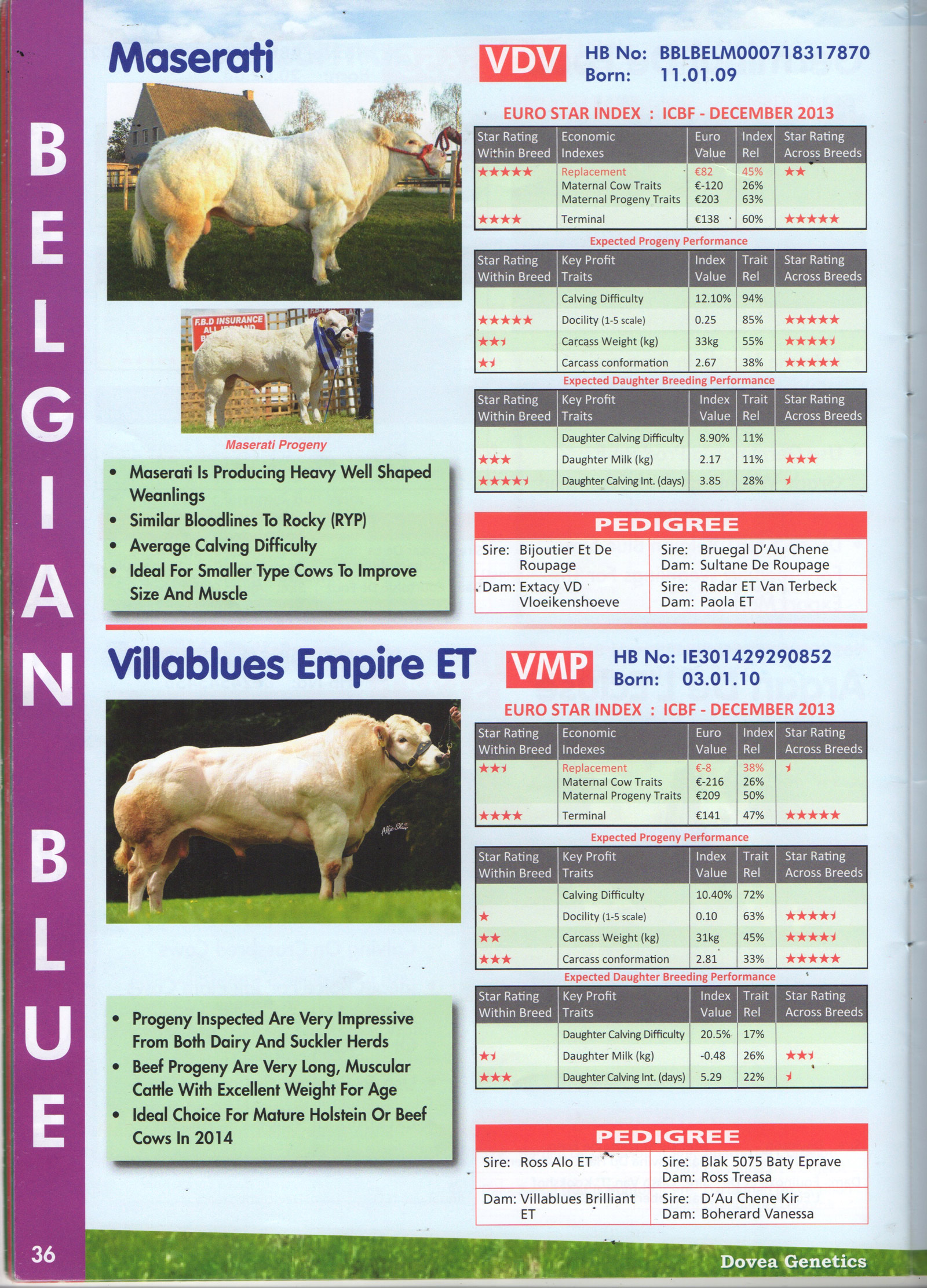 Page from Dovea Genetics’s catalogue “Beef Directory” rating the qualities of two types of cows.