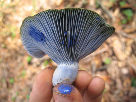 Milk from Lactarius indigo (indigo milk mushroom). Photo Alan Rockefeller.