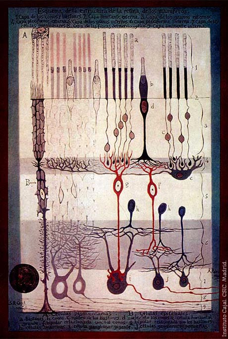 Drawing by Santiago Ramón y Cajal