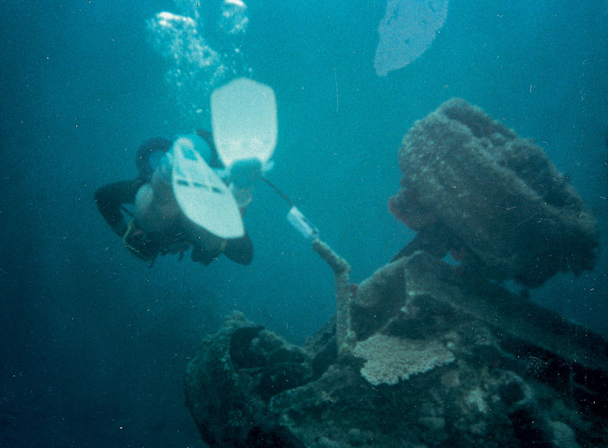 An underwater photograph of Million Dollar Point in Espírito Santo.