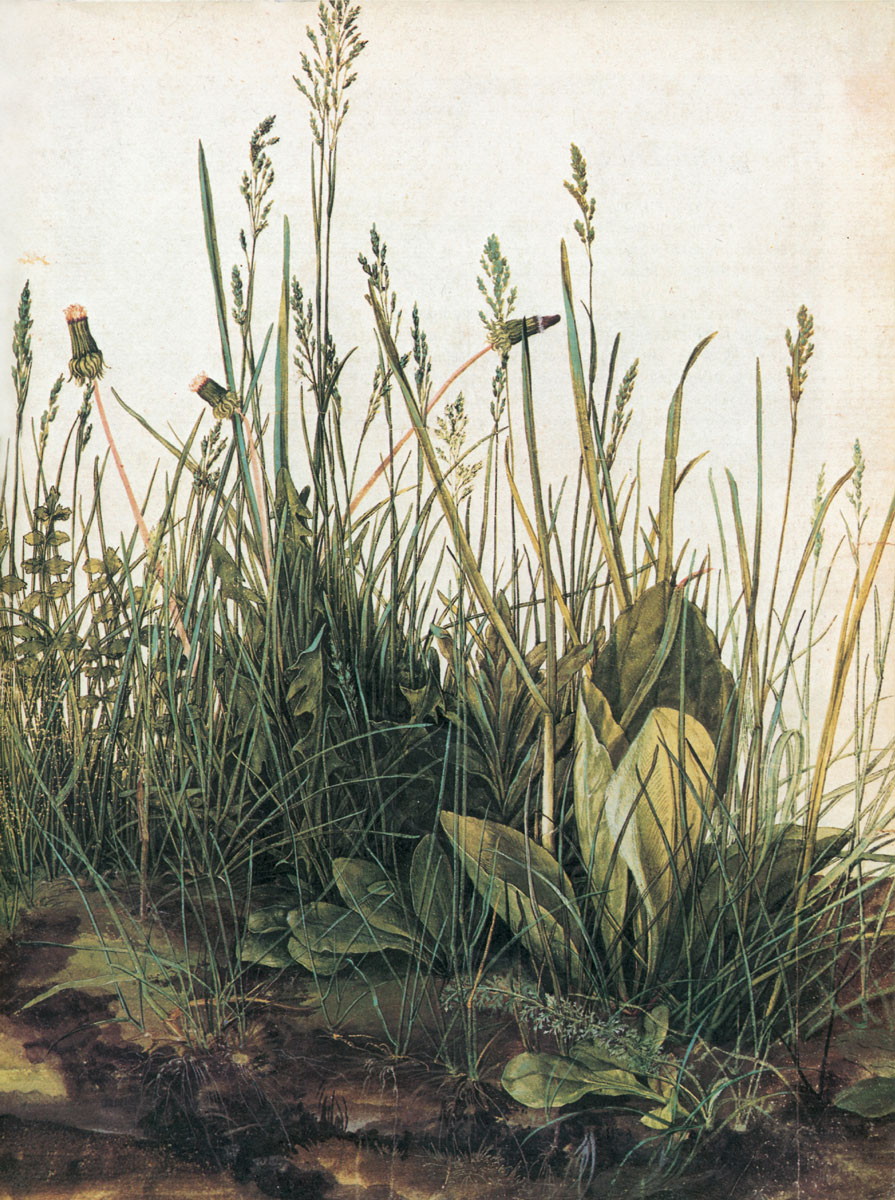 A 1503 illustration of weeds by Albrecht Dürer entitled “The Great Piece of Turf.”