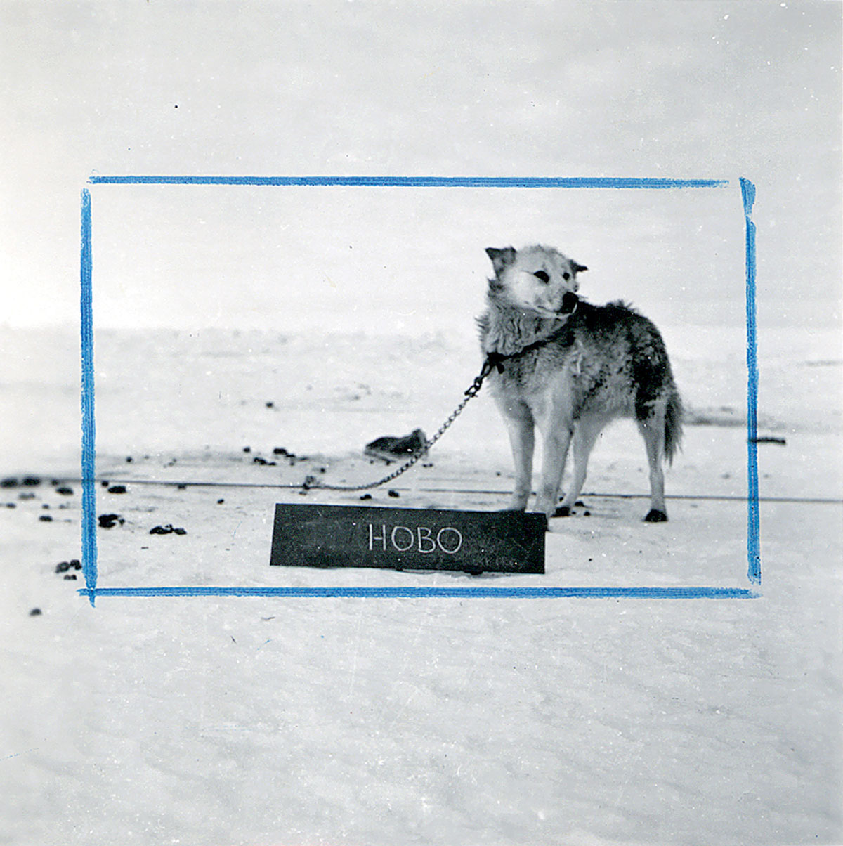 A photograph of a dog framed by blue crop marks, standing behind wooden plaque displaying his name, “Hobo.”