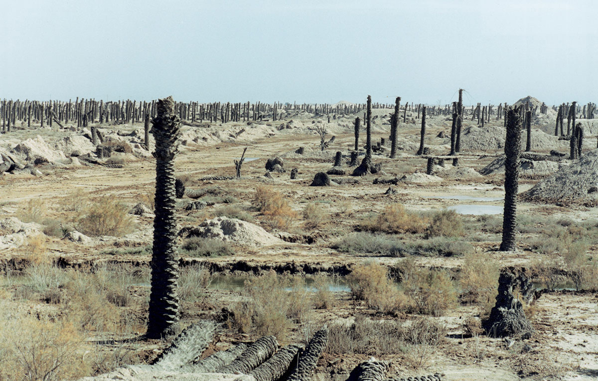 A photograph by Sophie Ristelhueber depicting burnt palm tree trunks in Iraq.