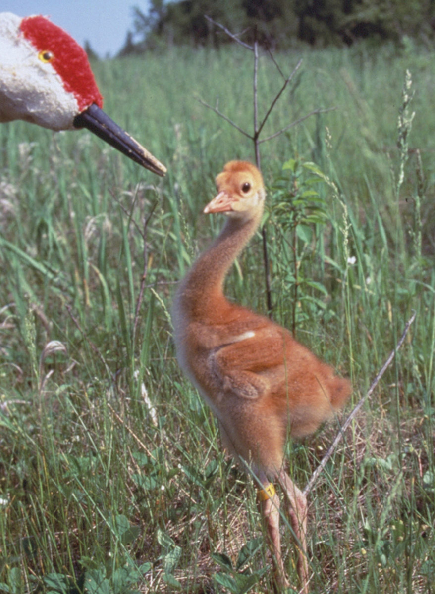 A photograph of a baby crane in tall grass with Operation Migration member dressed in crane outfit.