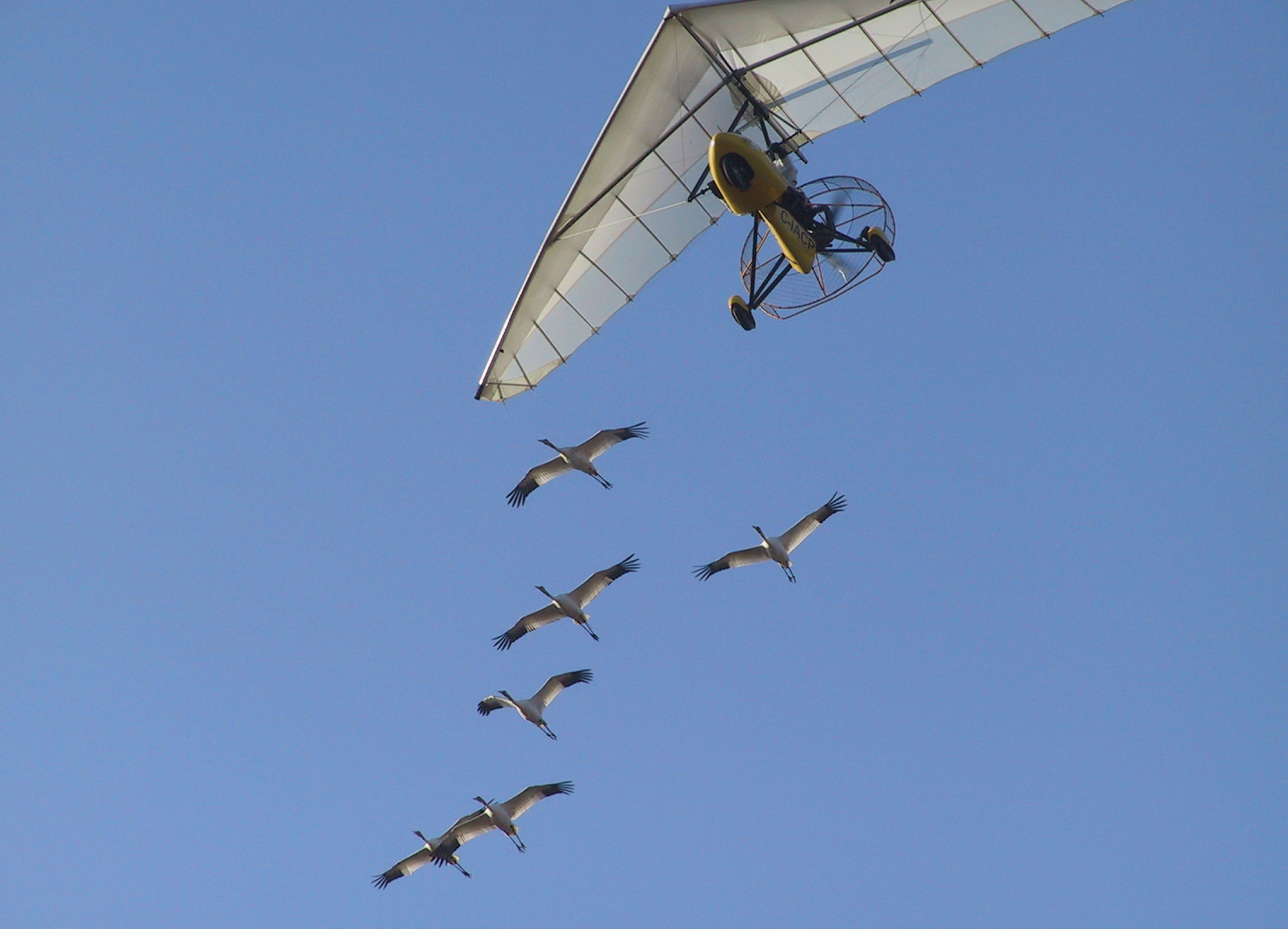 A photograph of cranes flying alongside an ultralight aircraft.