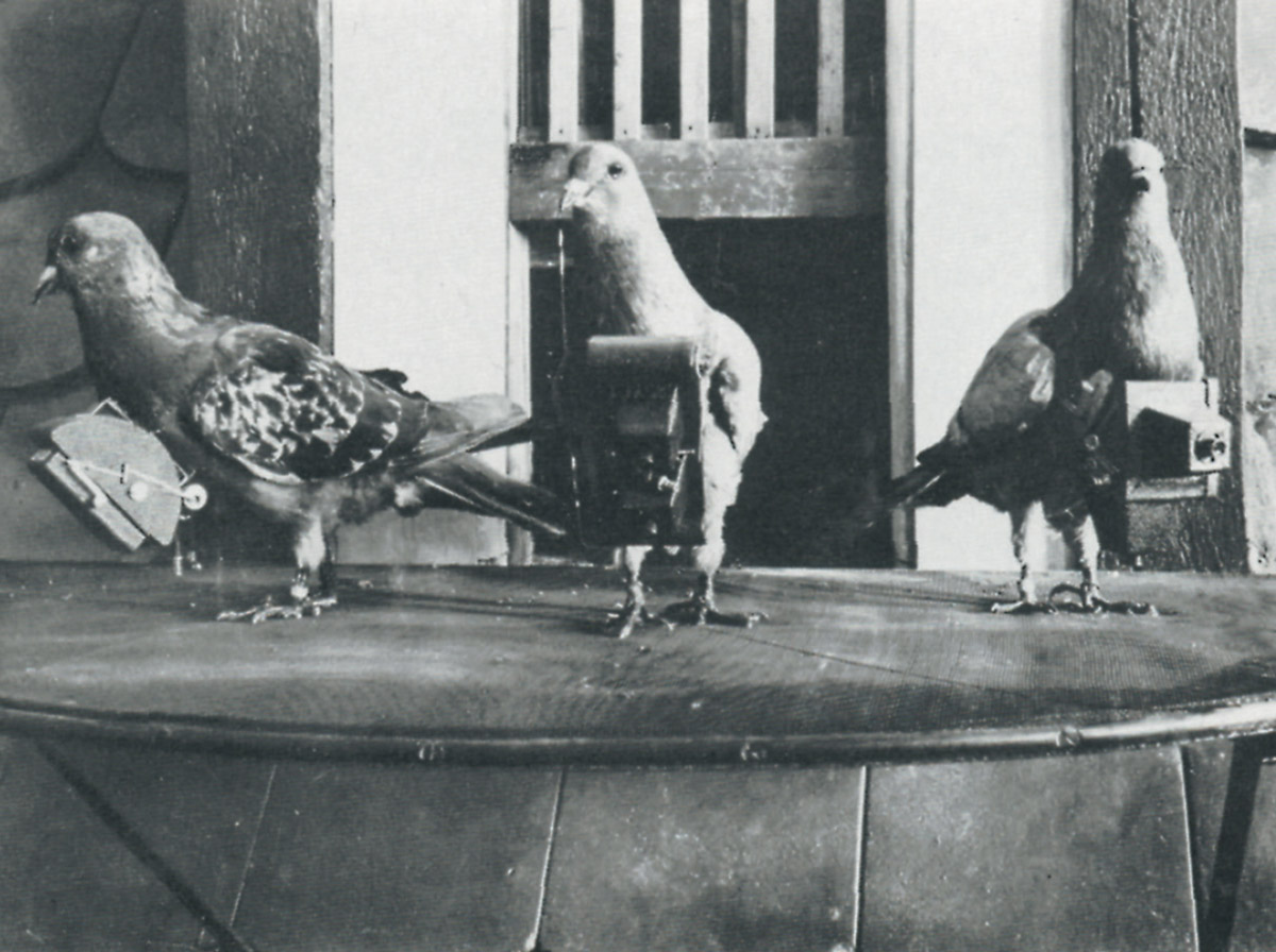 A photograph of three pigeons with cameras around their necks, circa 1908.