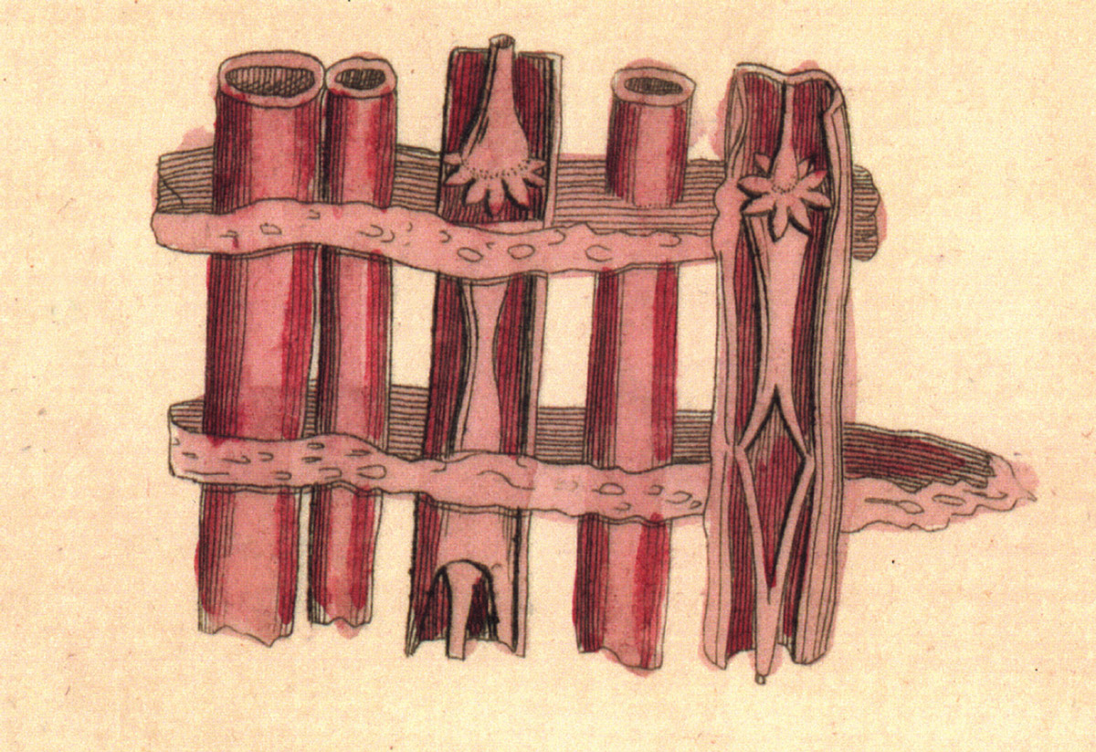 The “thing” in question, an illustration of five tubes bisected by two textured layers.