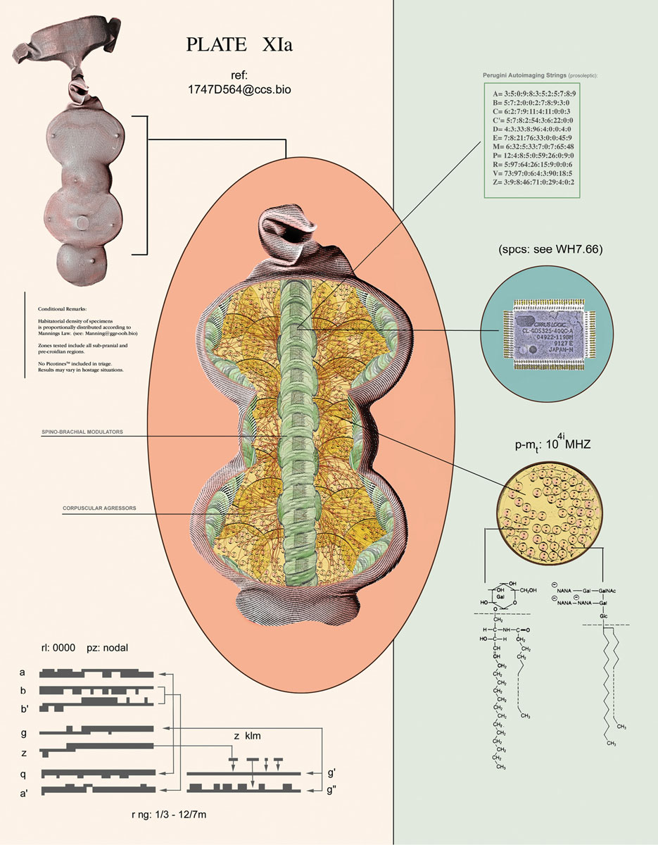 Artistic diagram of made-up organ.