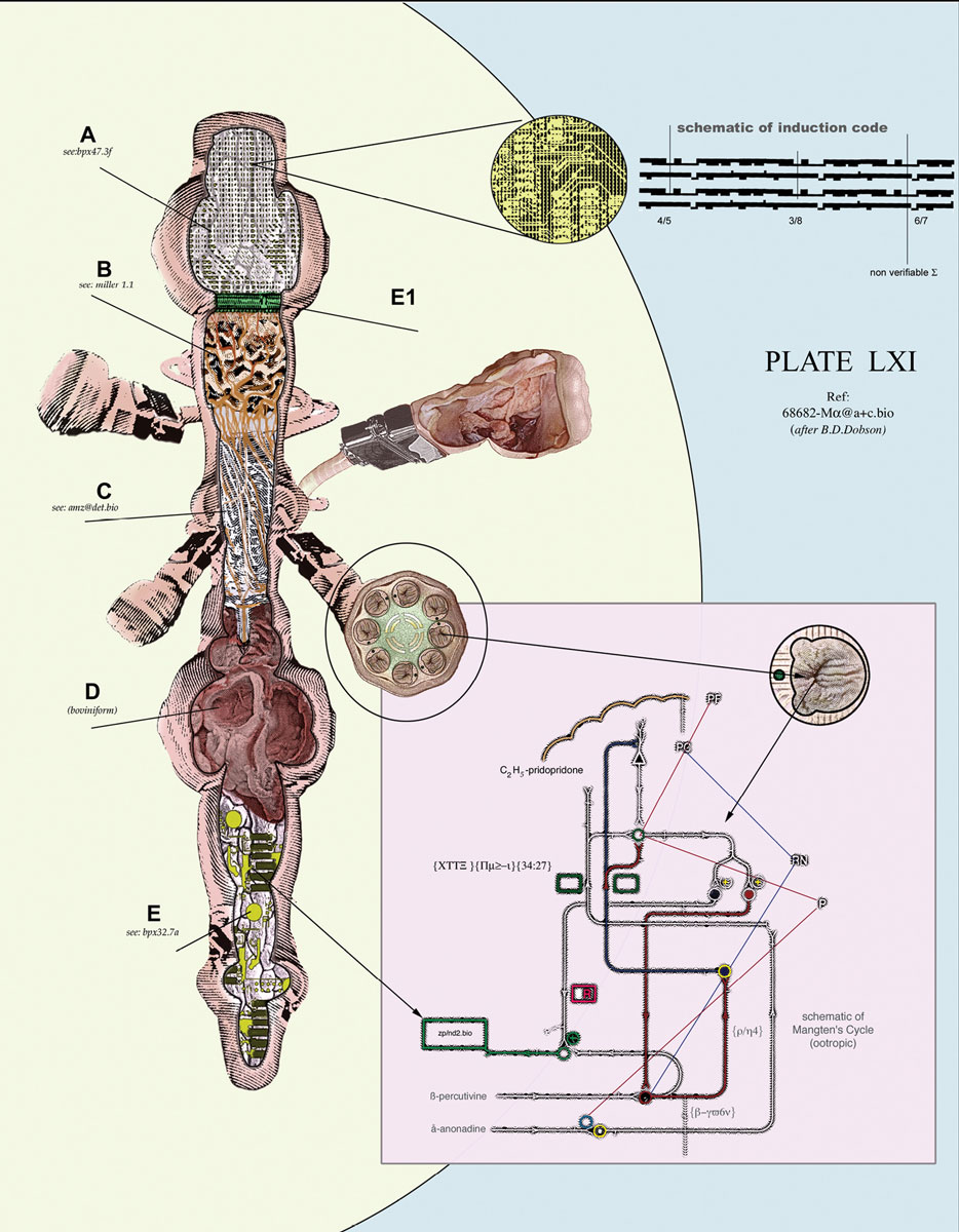 Diagram of organ conceived and illustrated by Aziz + Cucher.