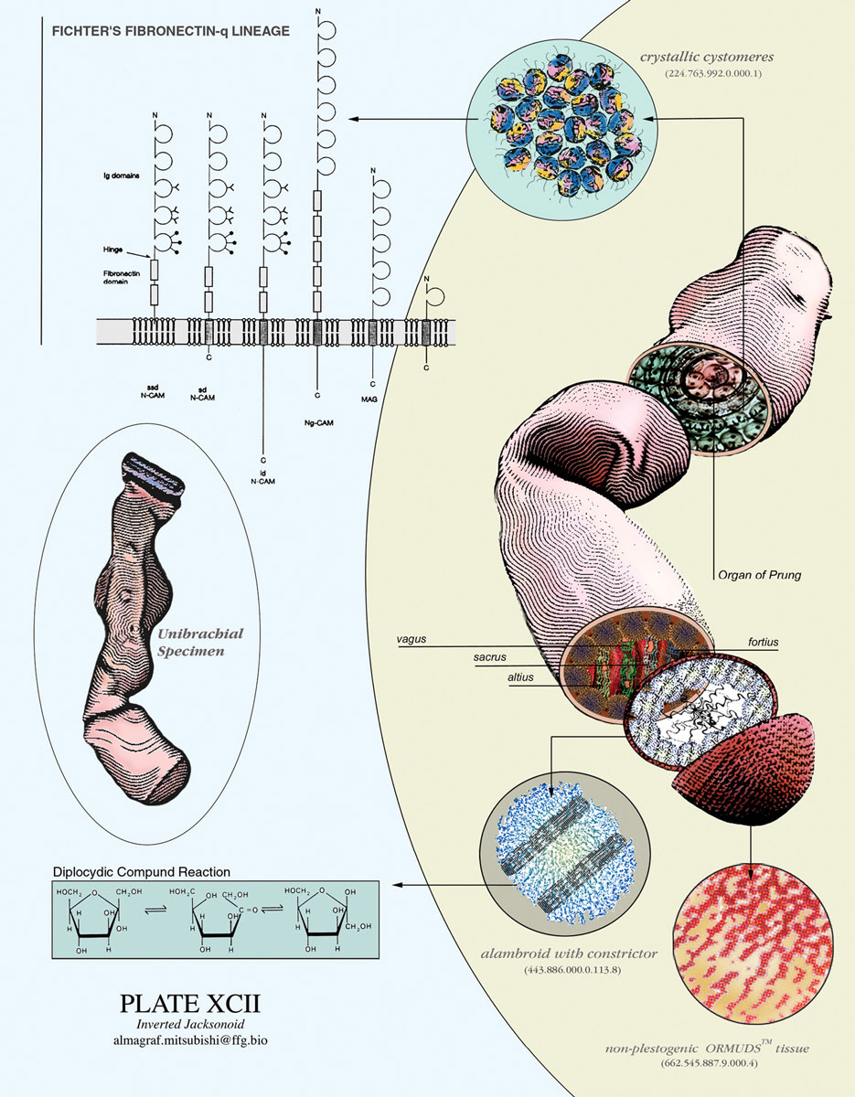 Illustrated imagined organ dissected into parts.