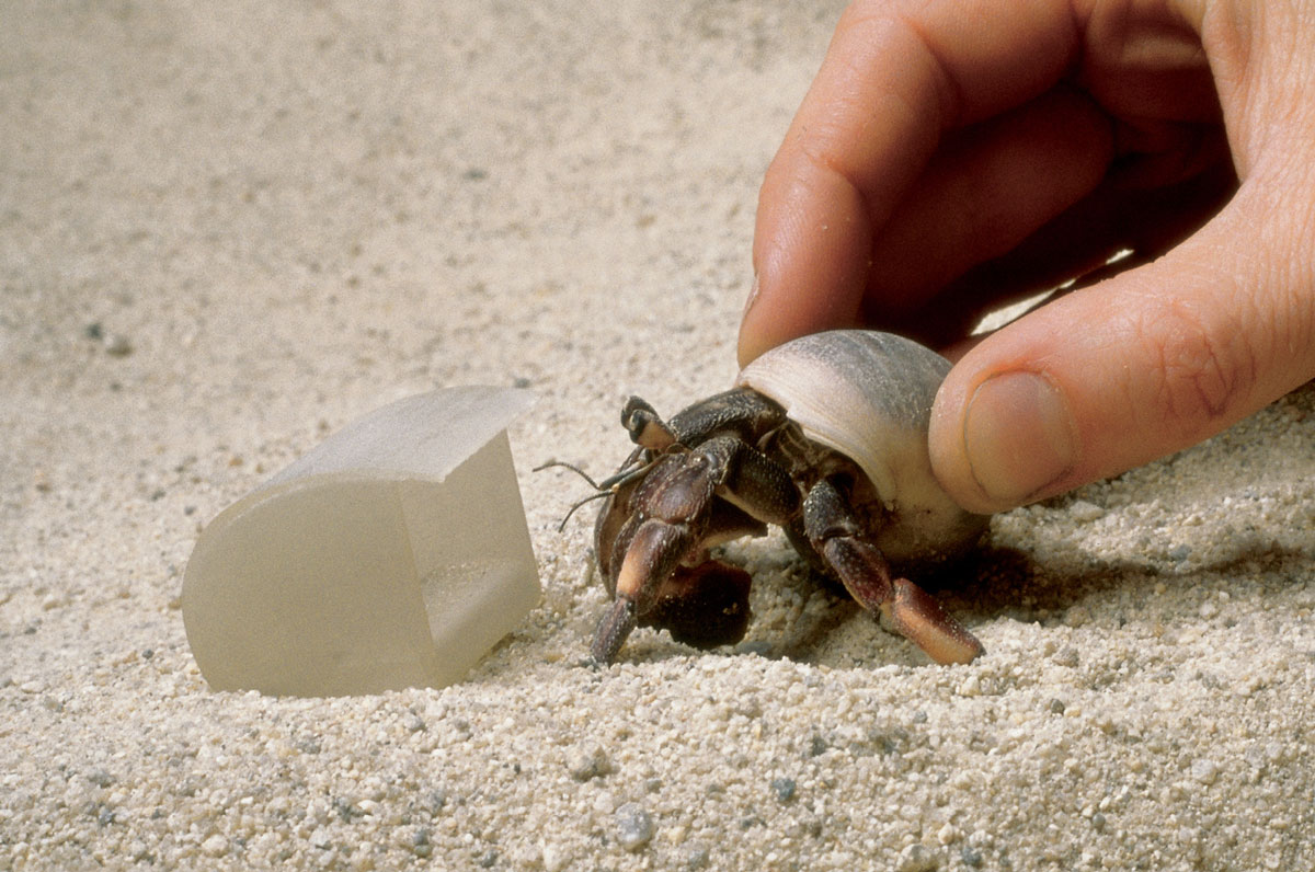 A photograph of a hermit crab being positioned by a hand next to a synthetic shell on sand.