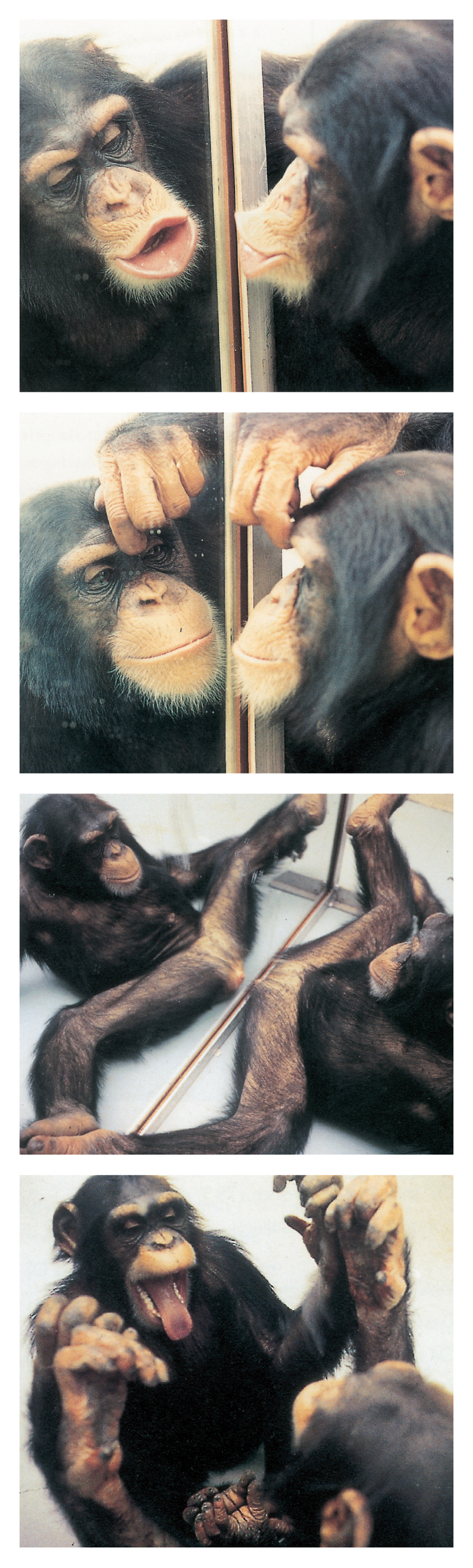 Four photos of a chimpanzee making faces at itself in a mirror in a 1970 experiment by psychologist Gordon Gallup at the State University of New York, Albany.