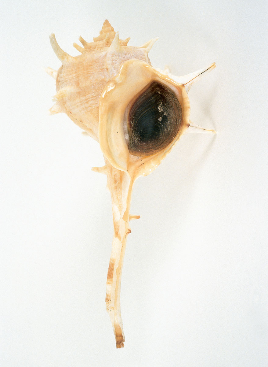 A photograph of a pale shell of Haustellum brandaris, a sea snail from which Royal or Tyrian Purple is produced.