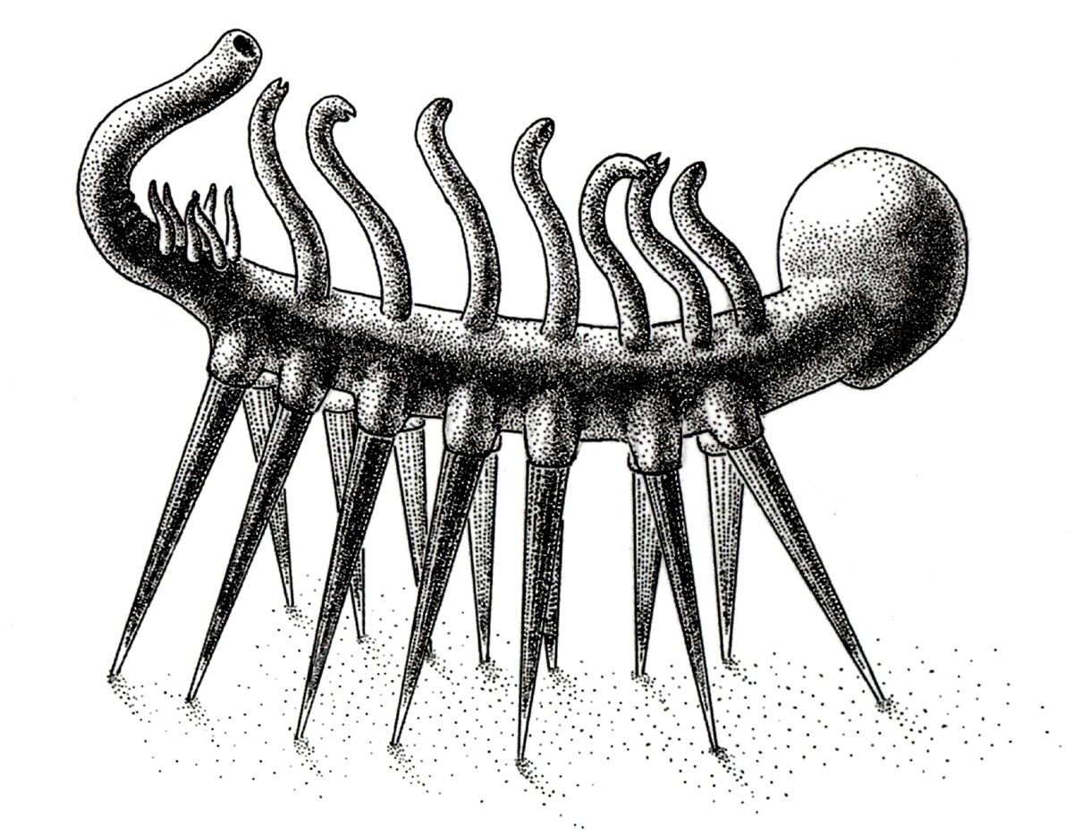 An illustration of a a mysterious spiked tube with head, tail, and long protruding mouths.