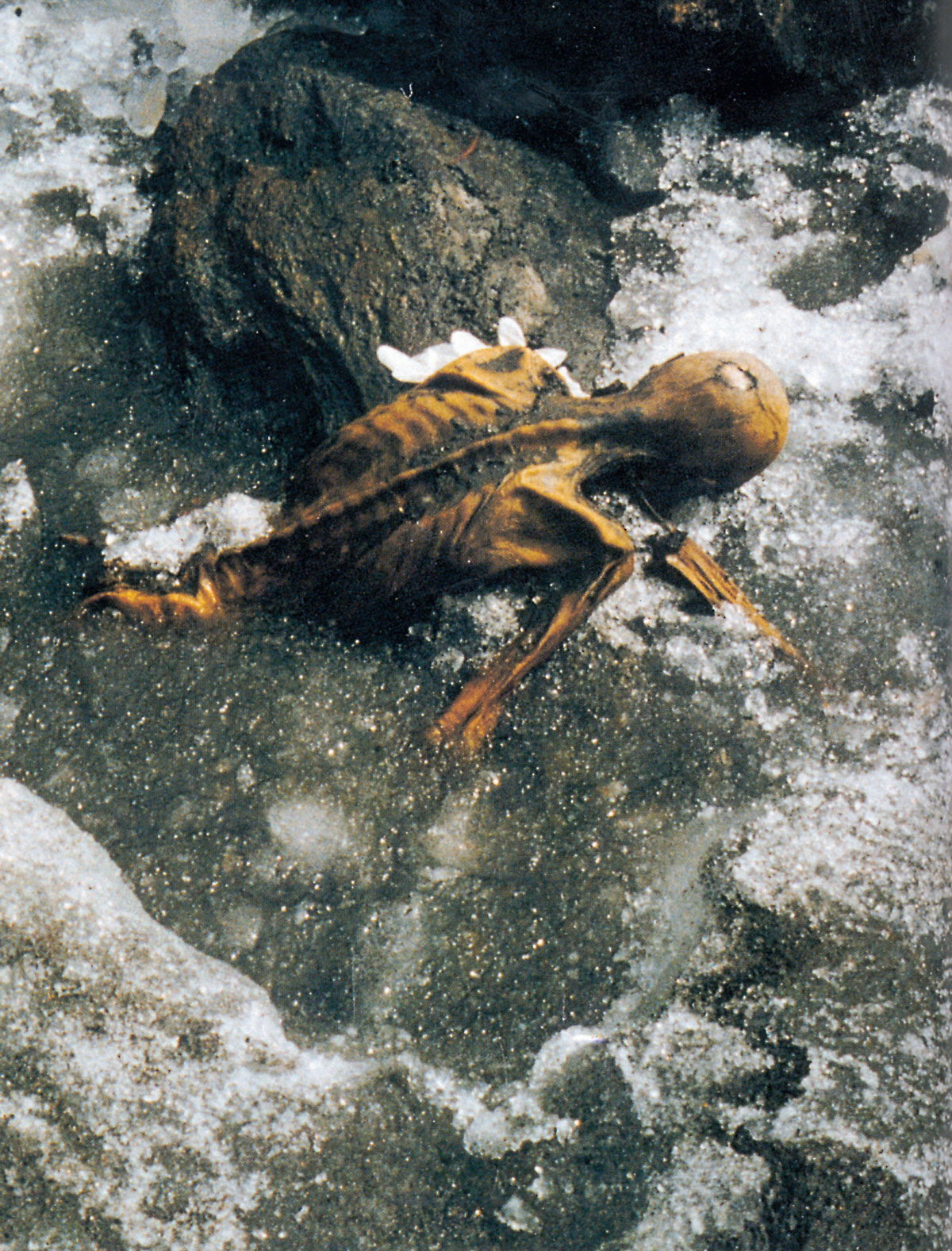 A photograph of the iceman face-down in the water after the first recovery attempt by a police officer, 20 September 1991.