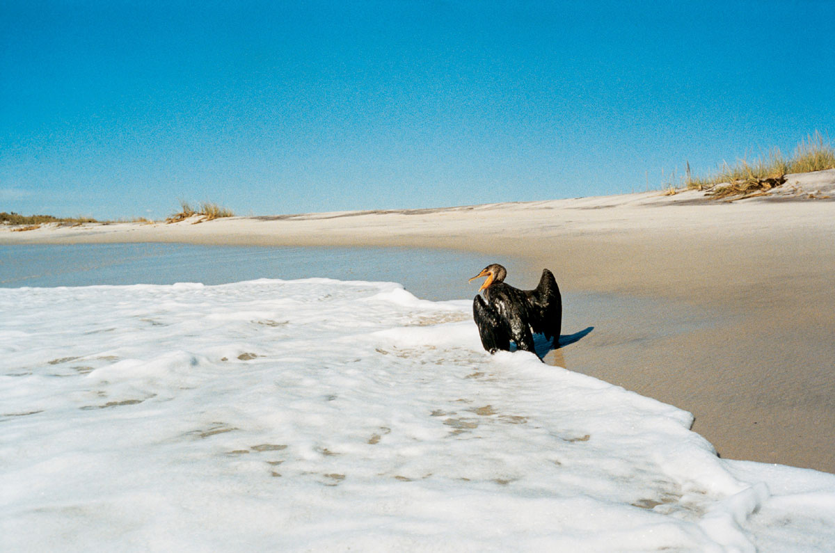 Artist Dan Torop's 2002 photograph of a bird squawking in the foam of a wave, titled 