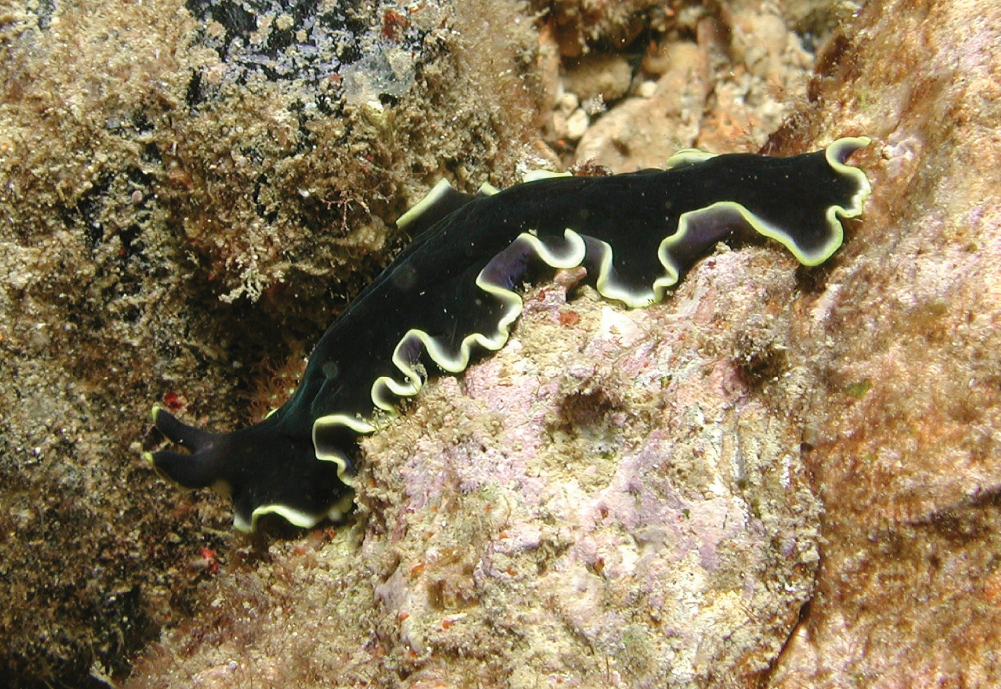 A photograph of a flatworm whose body displays an example of hyperbolic geometry.