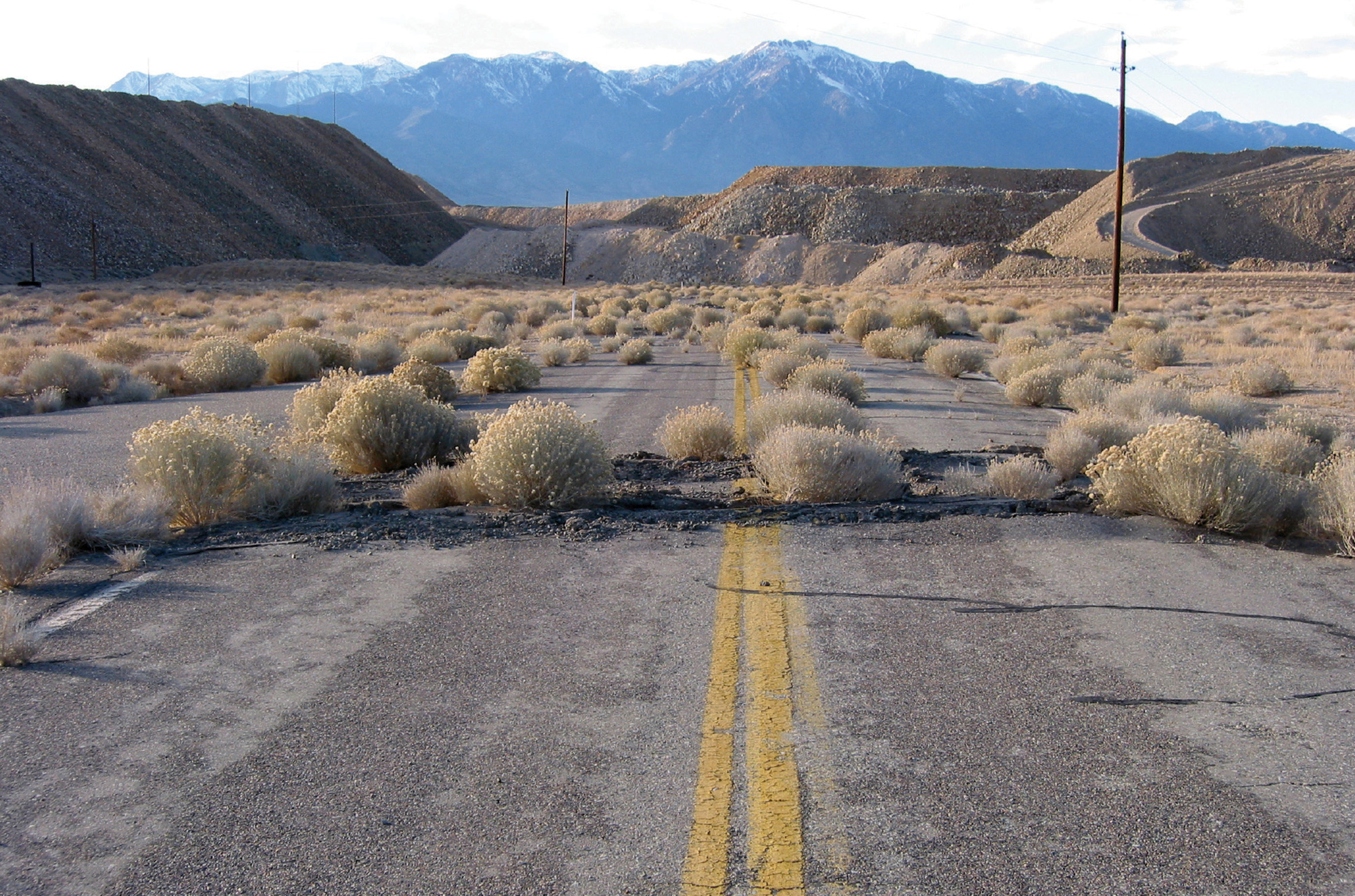 A photograph of an overgrown road in the desert.