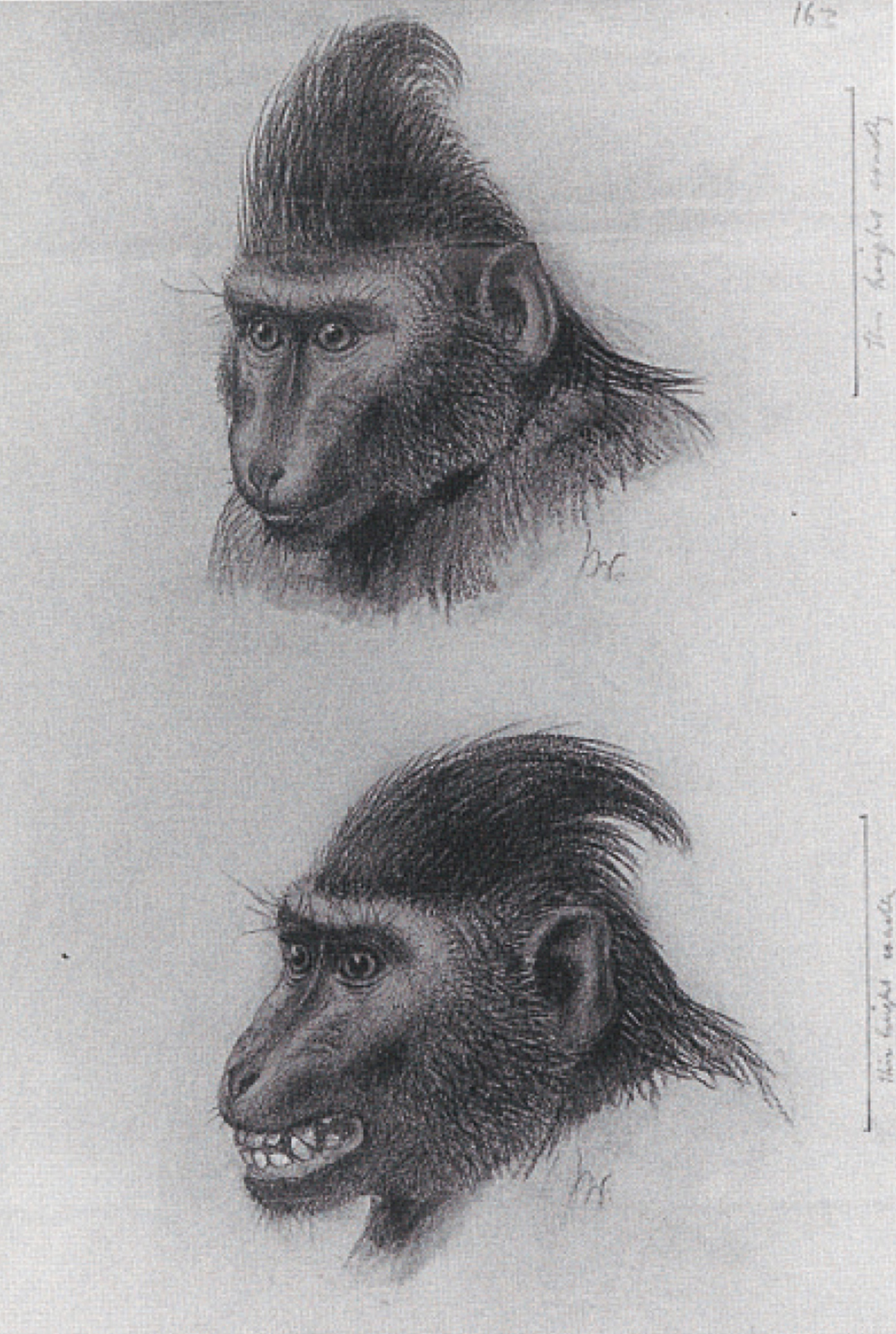Illustrator Joseph Wolf’s drawing of a monkey in two states of excitement. The first is titled “Cynopithecus niger, in a Placid Condition,” and the second “The same titillated by sitting on a crawling turtle.” Both illustrations were reproduced in Charles Darwin’s “The Expression of the Emotions in Man and Animals.”