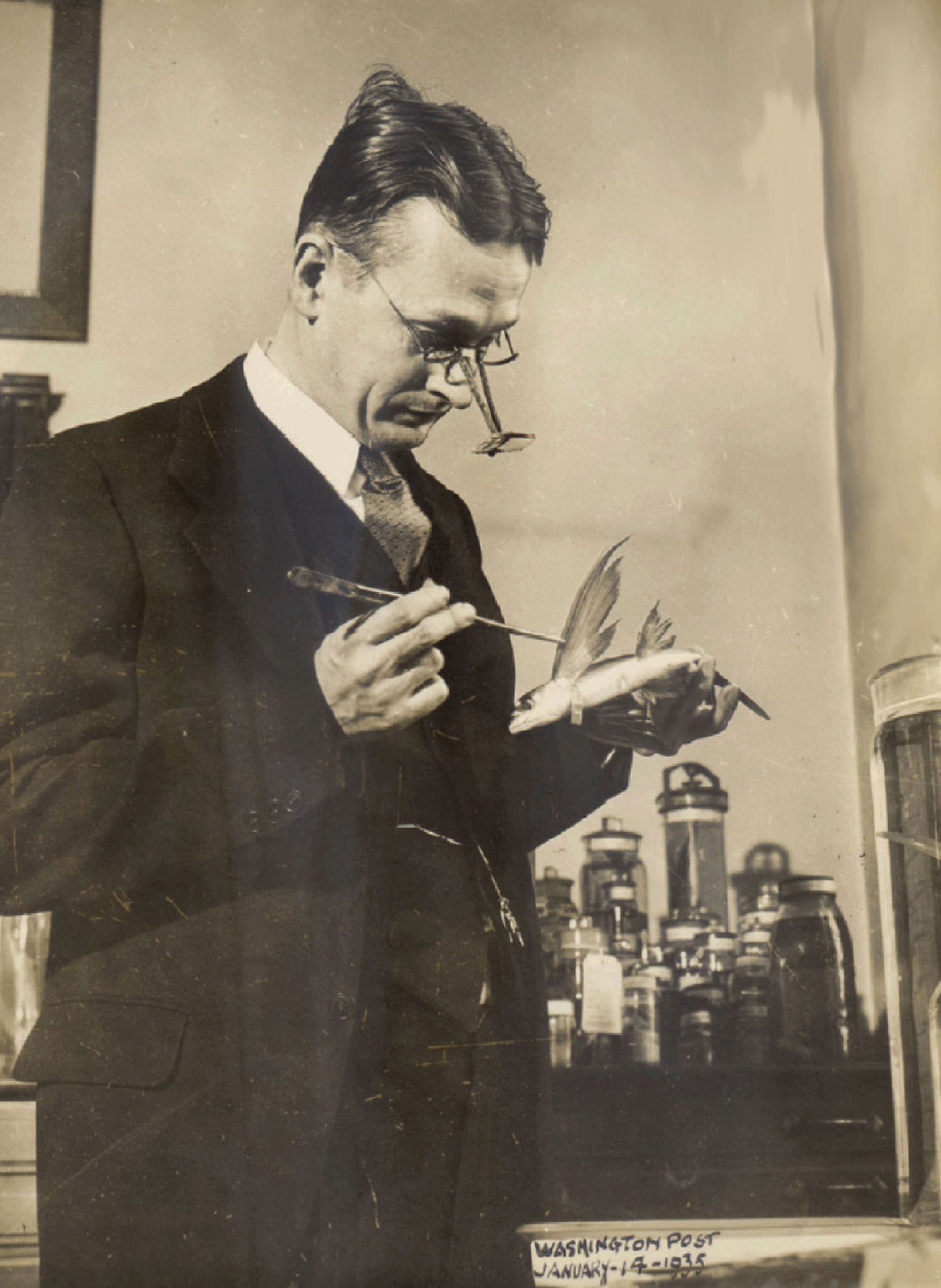 Charles M. Breder examining a flying fish. Washington Post, 14 January 1935.