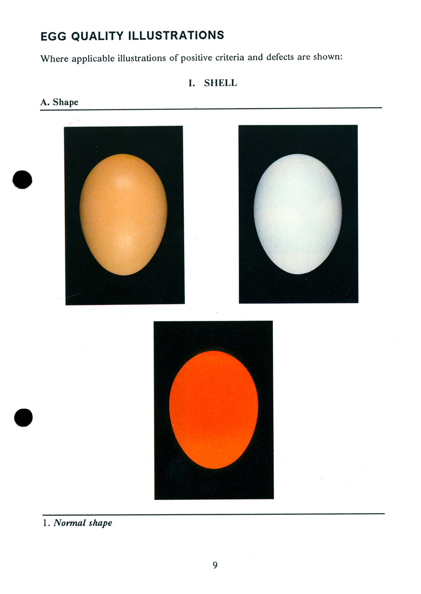 Examples of normally shaped eggs.