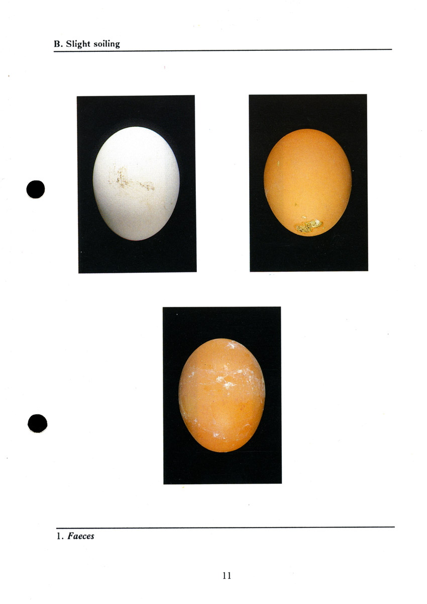 Examples of eggs slightly soiled with feces.