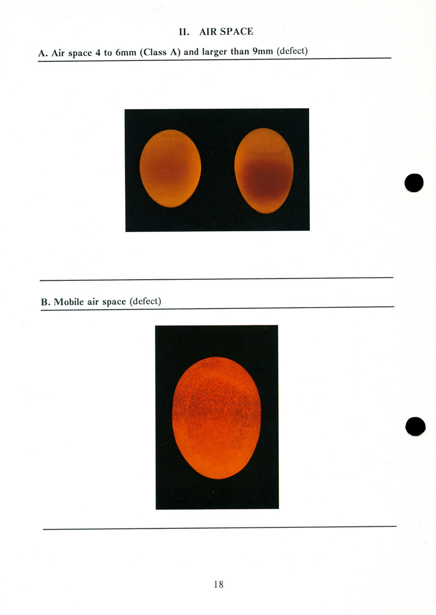 Examples of eggs with air space defects.