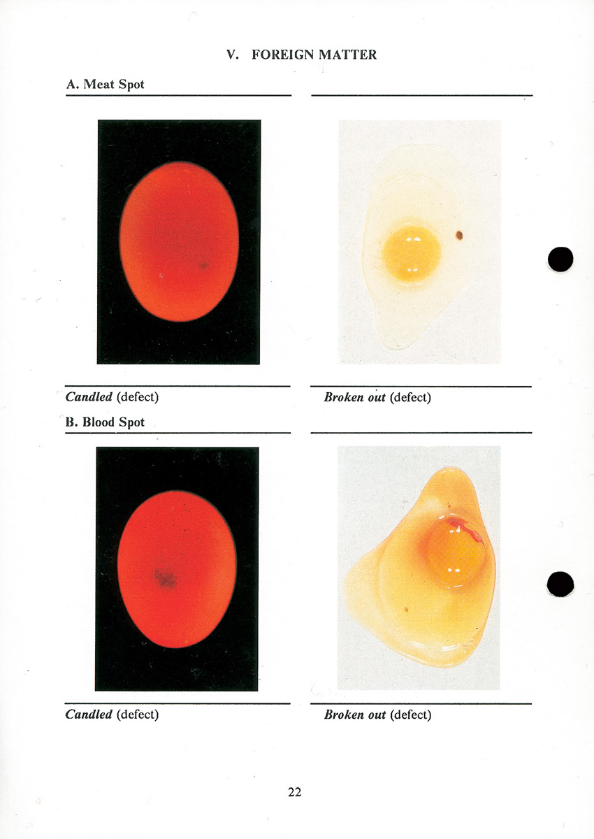 Examples of eggs with so-called “meat-spot” and “blood-spot” defects.