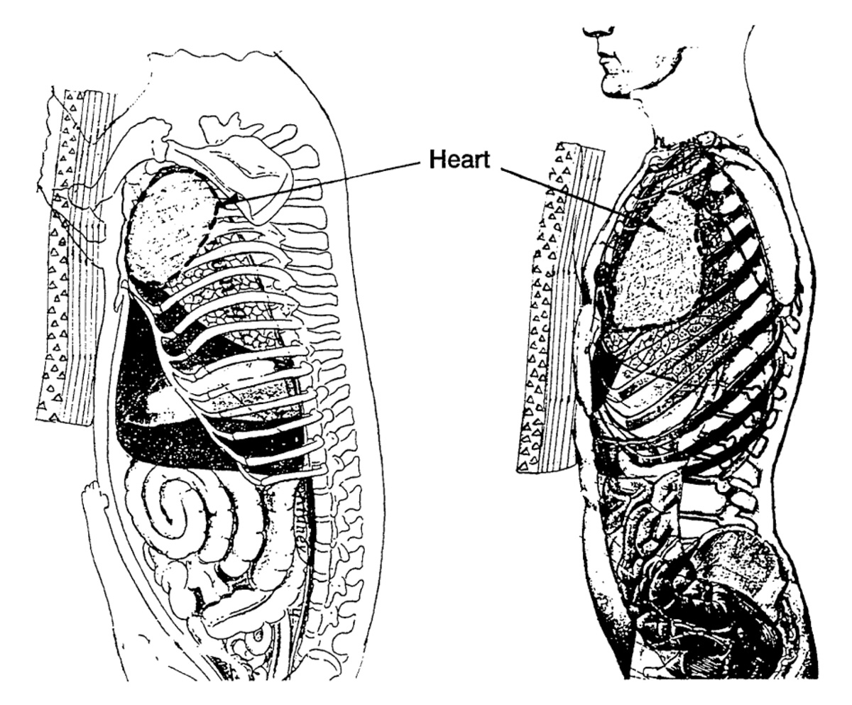 A medical diagram depicting the projection of viscera of a pig and of a man.