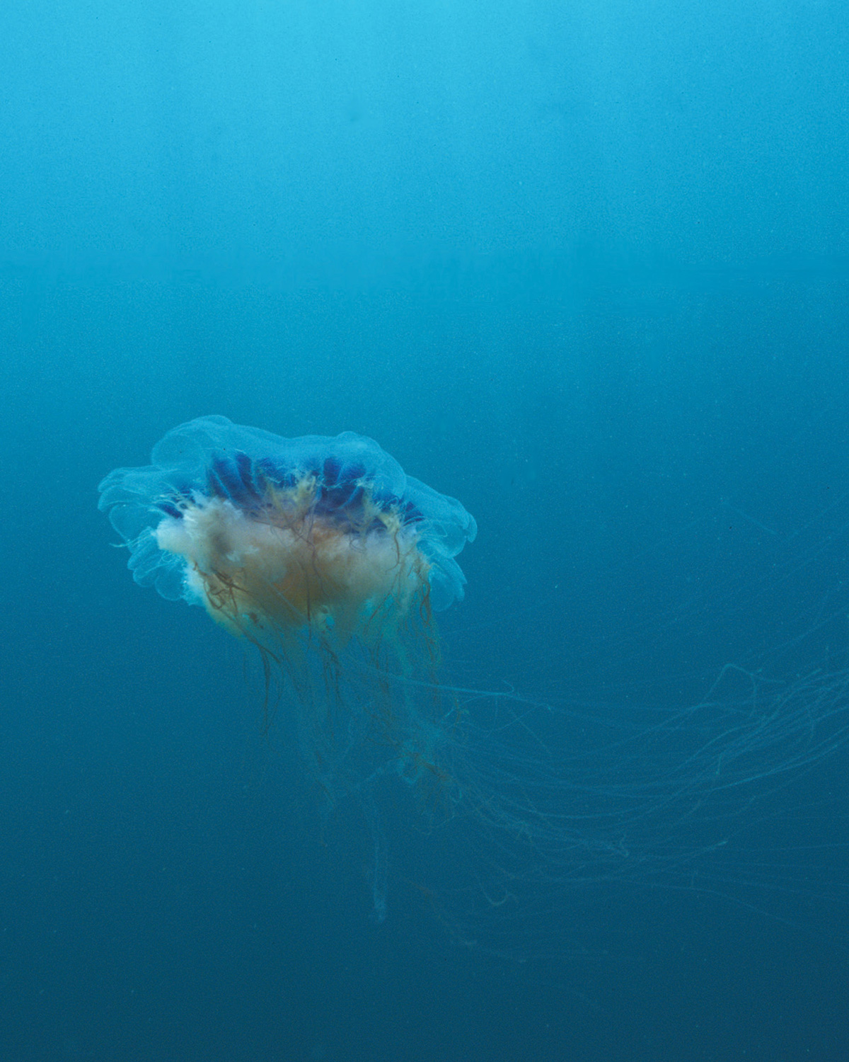 A photograph of Cyanea Lamarckii, commonly called the Bluefire or Blue Jellyfish, photographed off the waters off the coast of Britain.