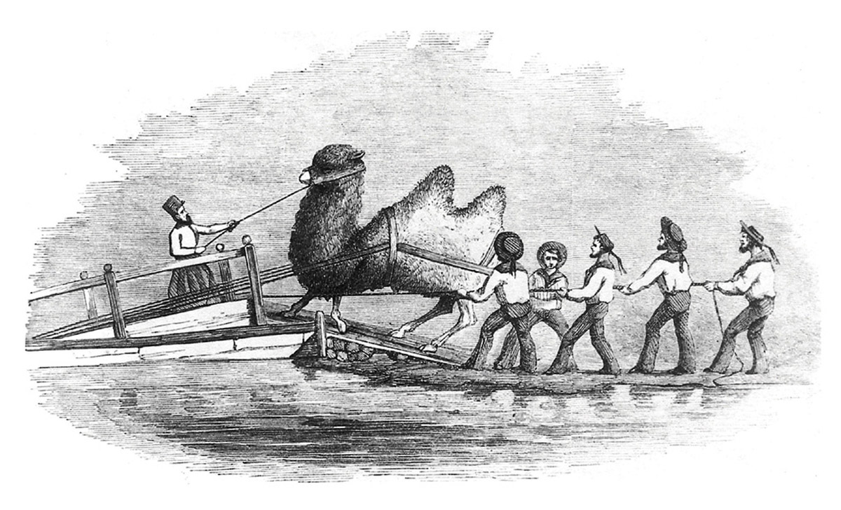 Sketch by Gwinn Harris Heap depicting the embarkation of camels onto The Supply, Smyrna, 1856. Heap was a central figure in the team assigned the task of purchasing camels from the Middle East and bringing them back to the US.