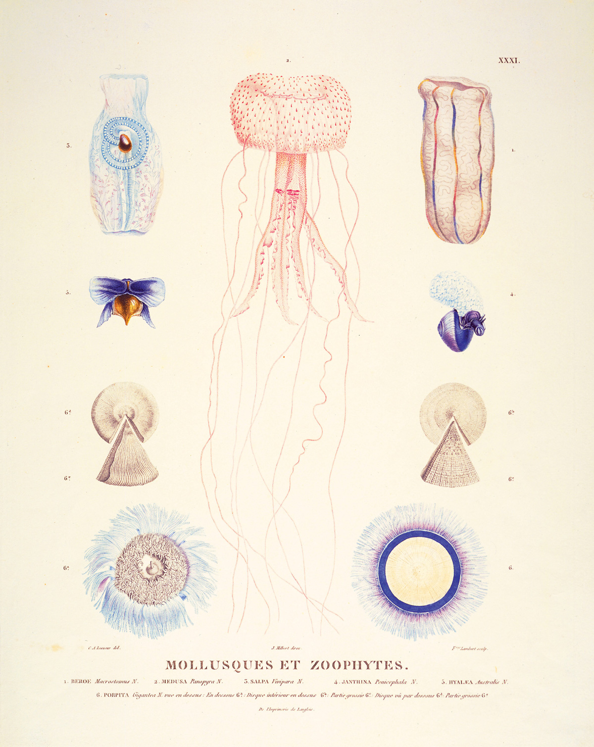 An 1807 illustration by Charles-Alexandre Lesueur titled