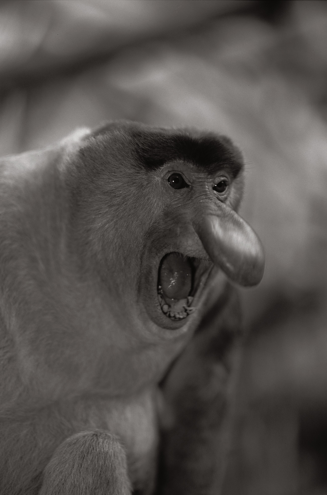 A photograph of a proboscis monkey.