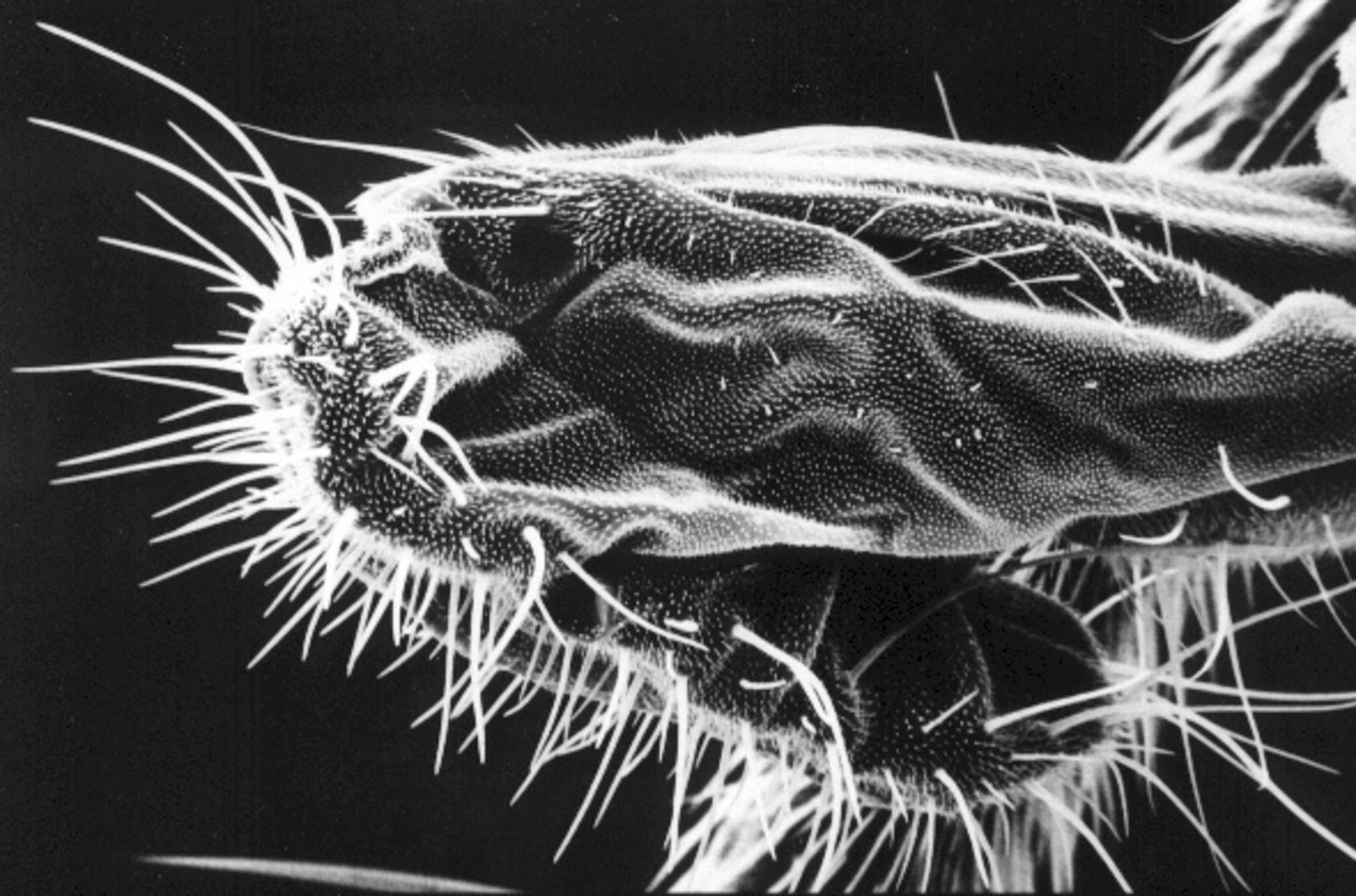 A photograph of the proboscis of a fly magnified one hundred fifty times.